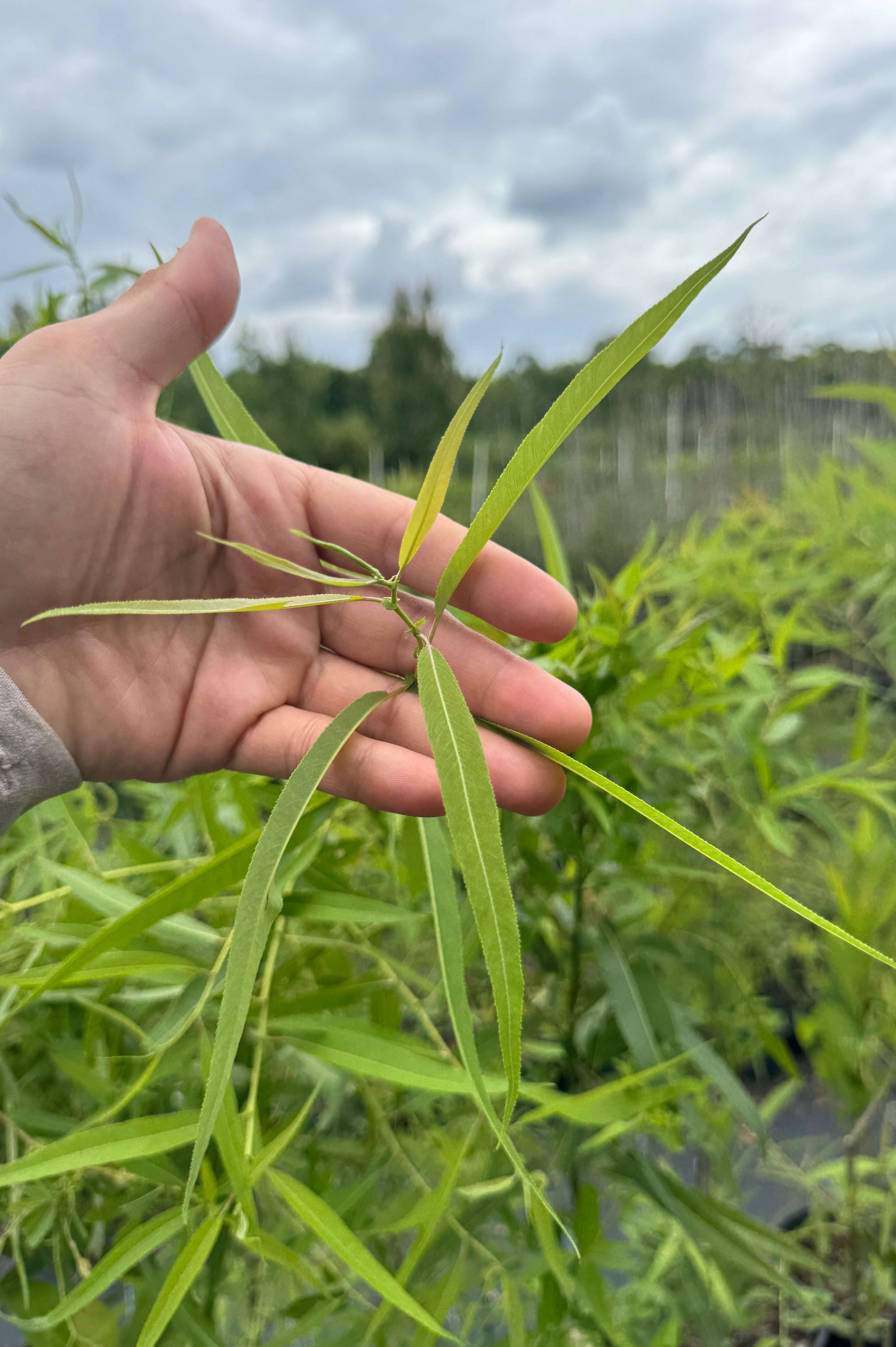 Carolina Willow (Salix caroliniana) 3-4FT