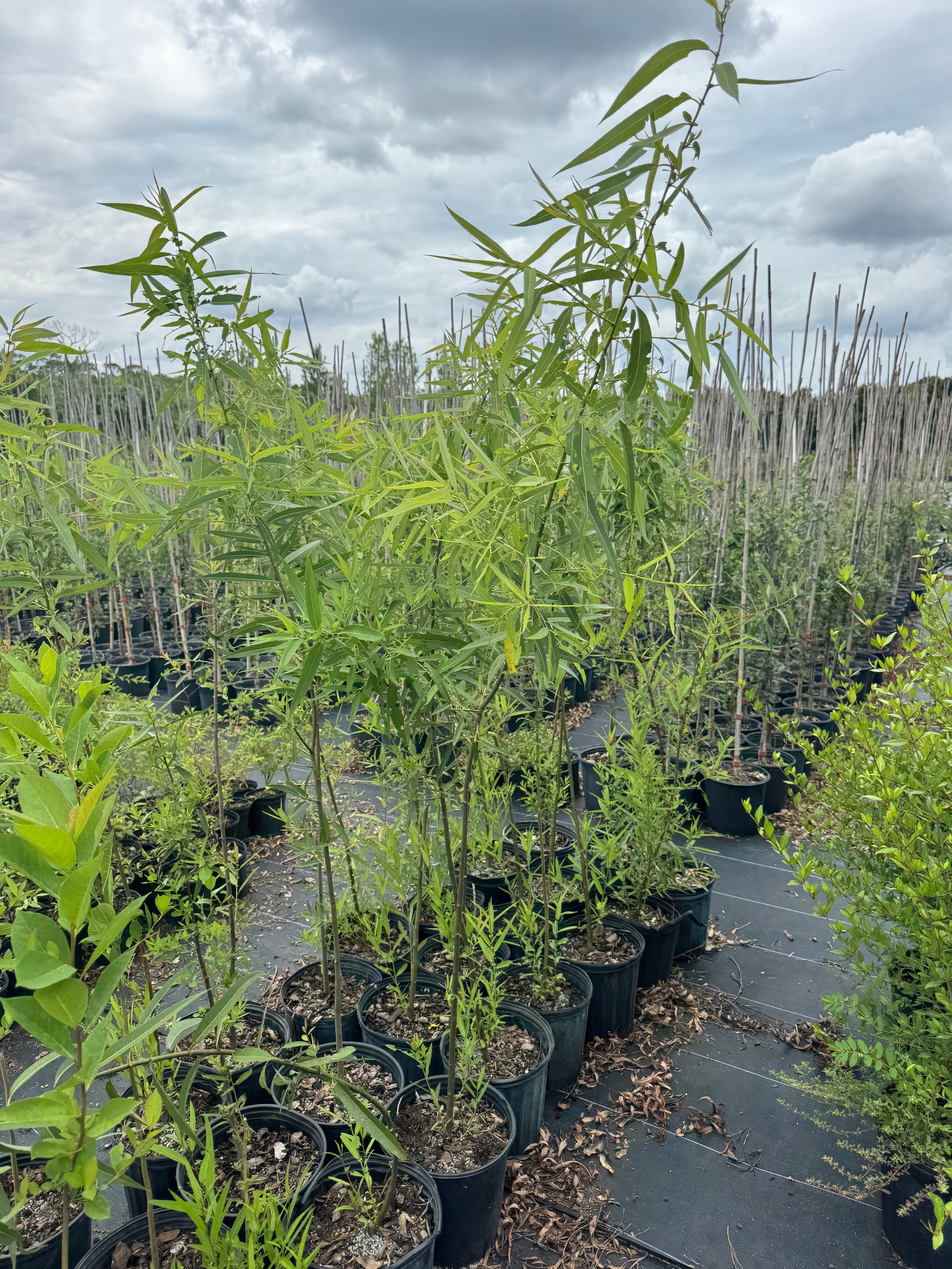 Carolina Willow (Salix caroliniana)