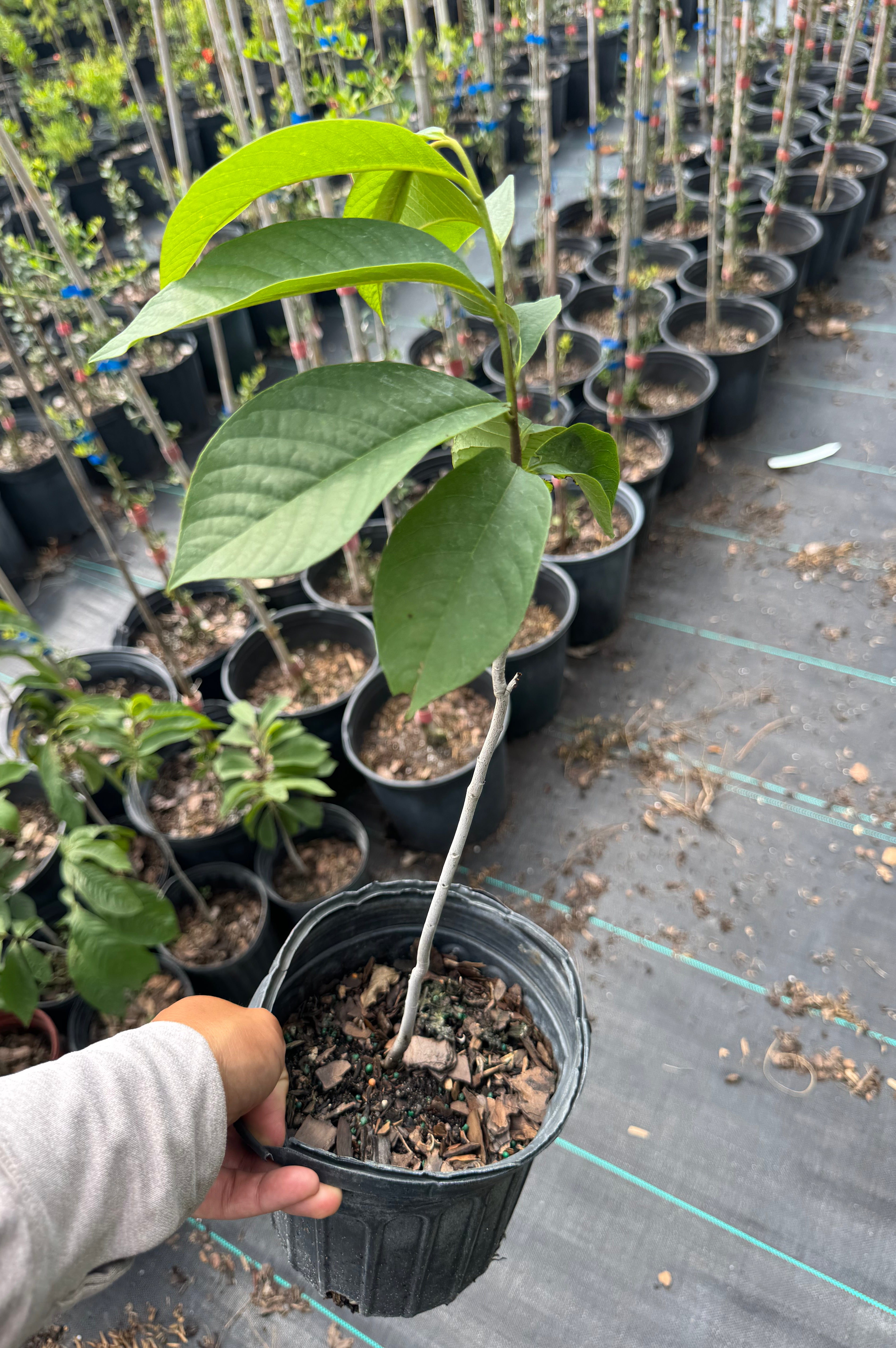 Pawpaw (Asimina Triloba) from seed