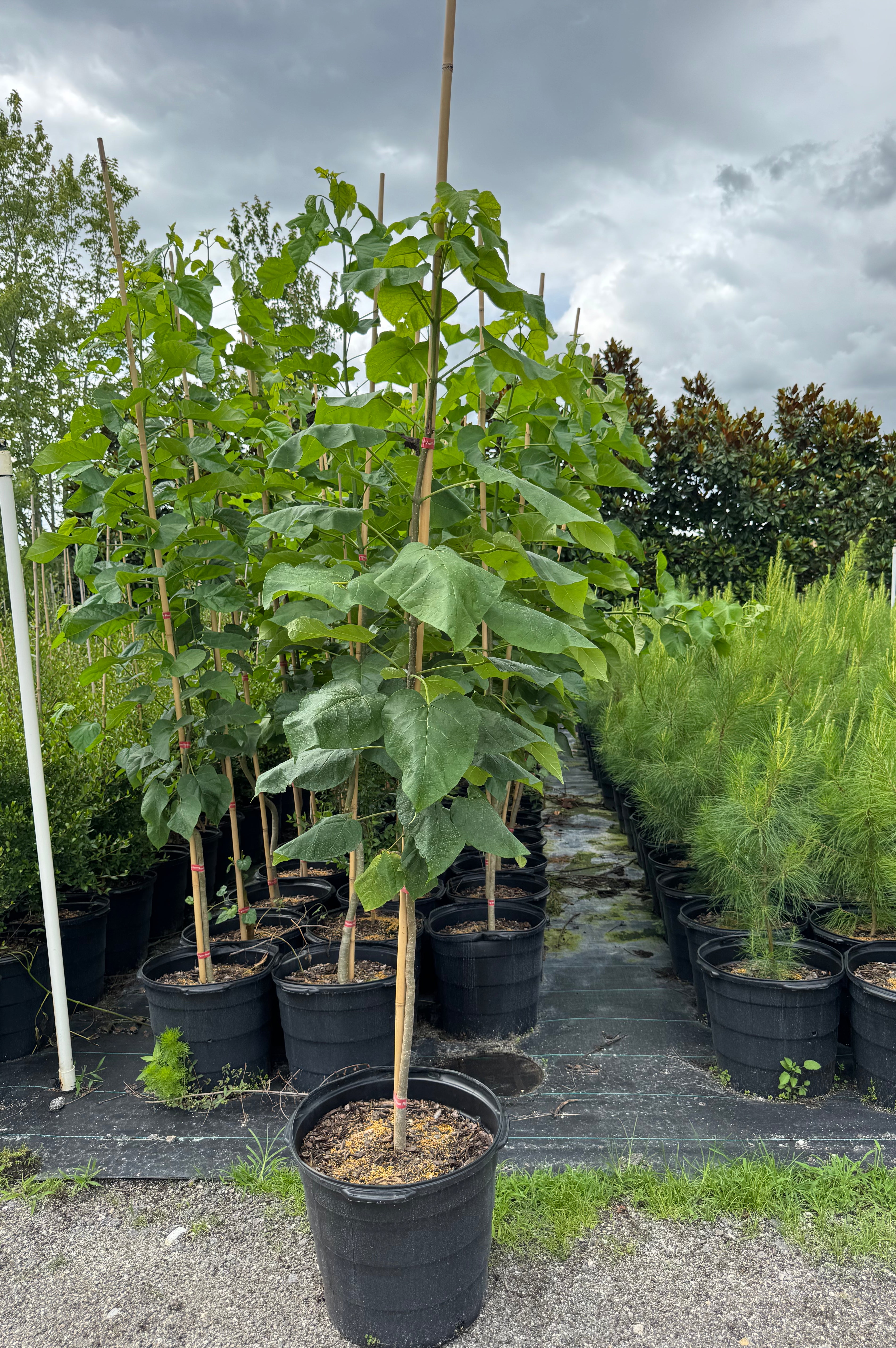Catalpa (Catalpa Bignonioides)