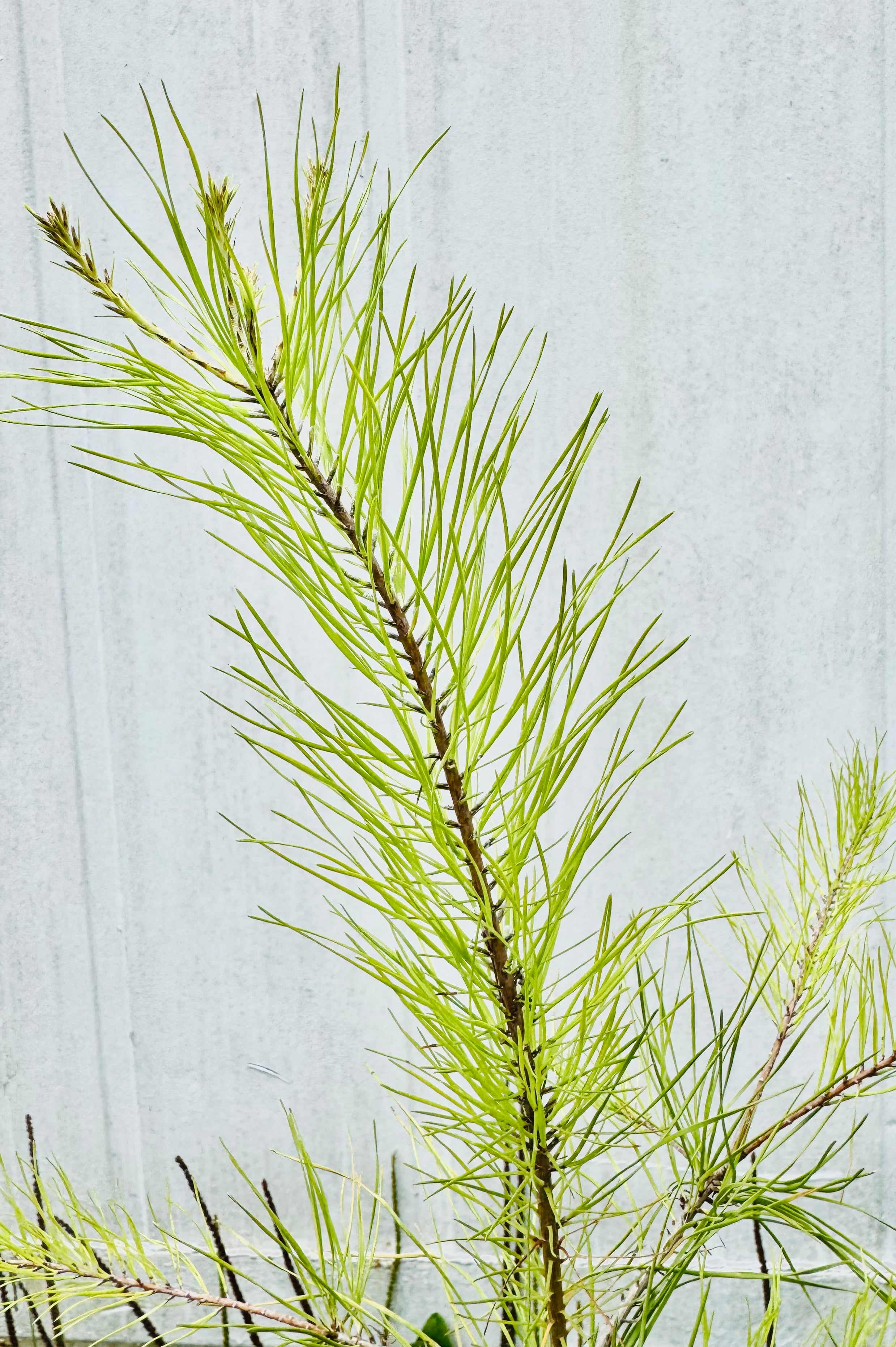 Florida Native Slash Pine (Pinus Elliottii) Limited Quantity