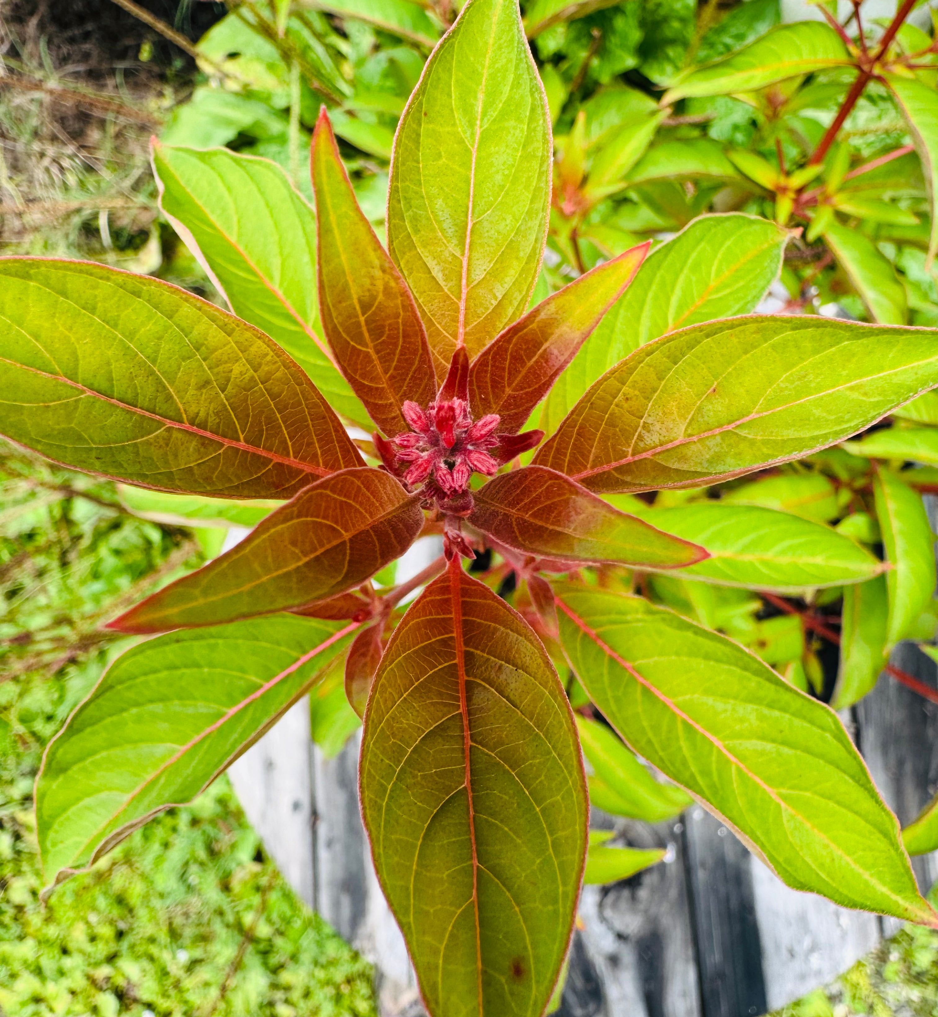 Native Firebush (Hamelia Patens)