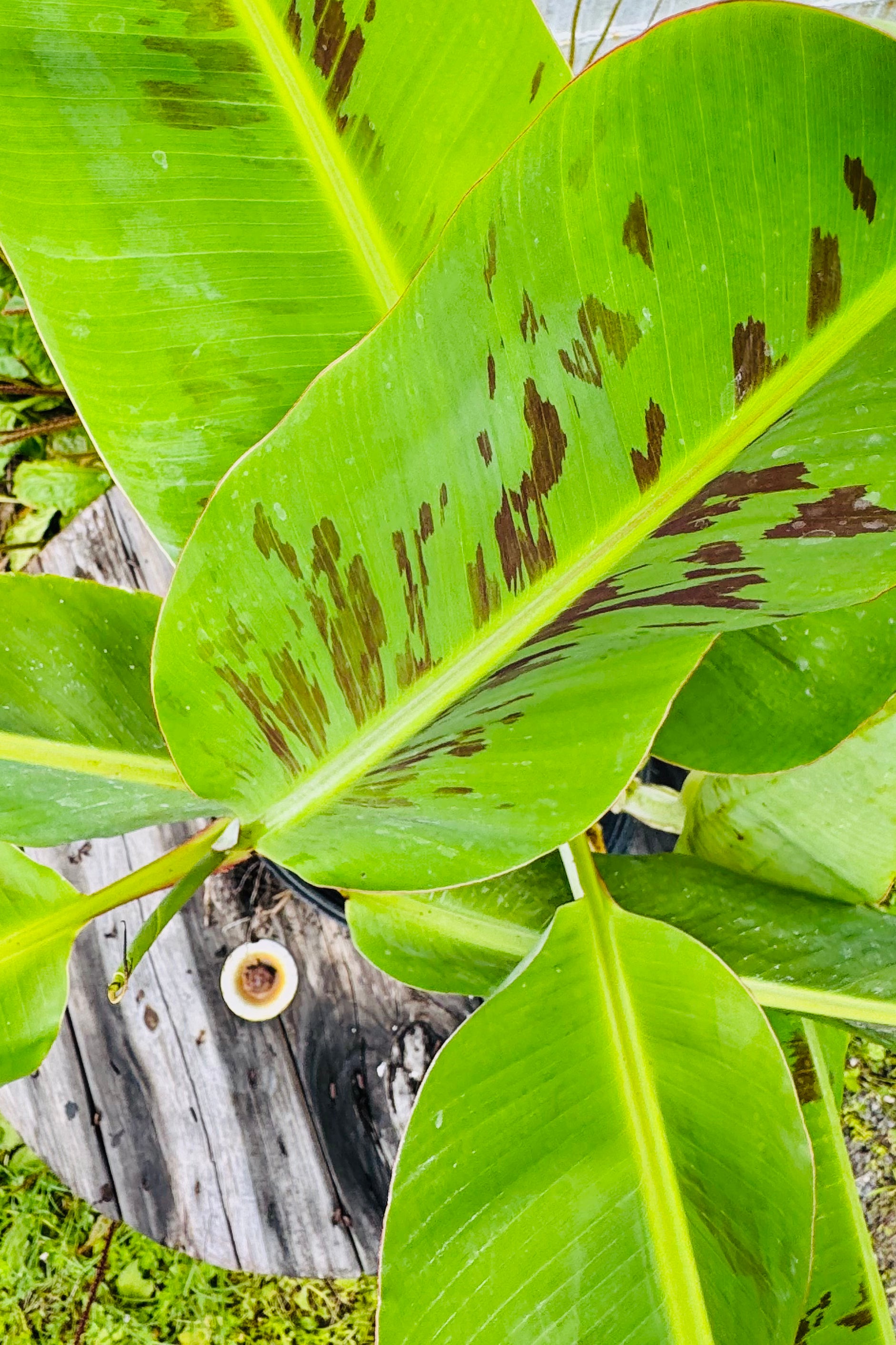 Dwarf Cavendish Banana (Musa Acuminata)