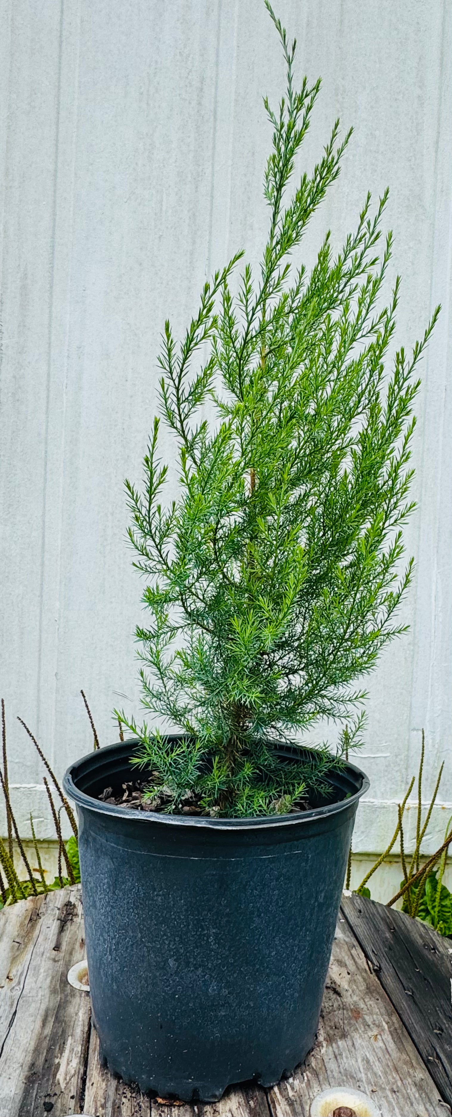 Eastern Red Cedar (Juniperus Virginiana) Florida Native 3 Gallon