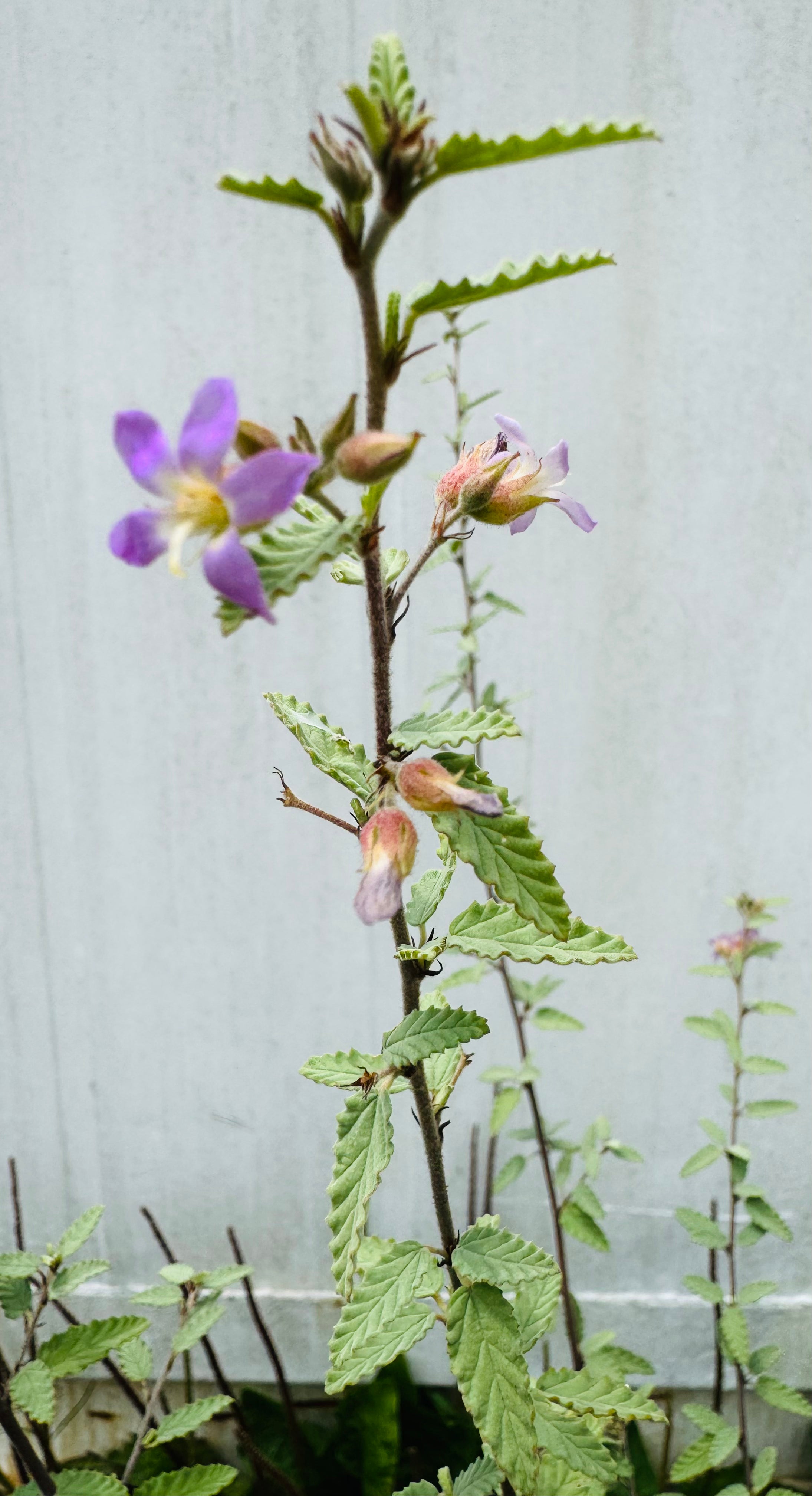 Grayleaf Teabush (Melochia tomentosa)