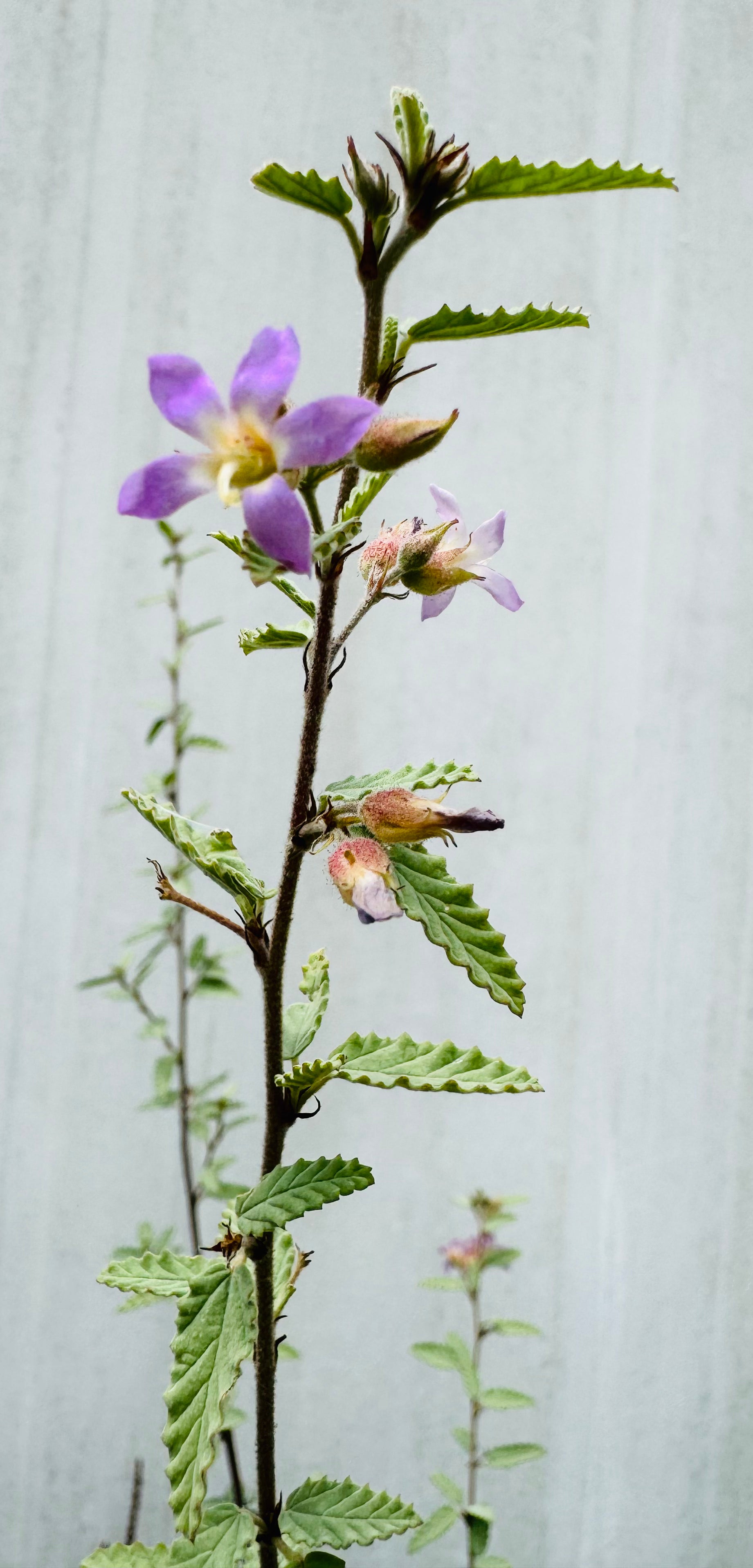 Grayleaf Teabush (Melochia tomentosa)