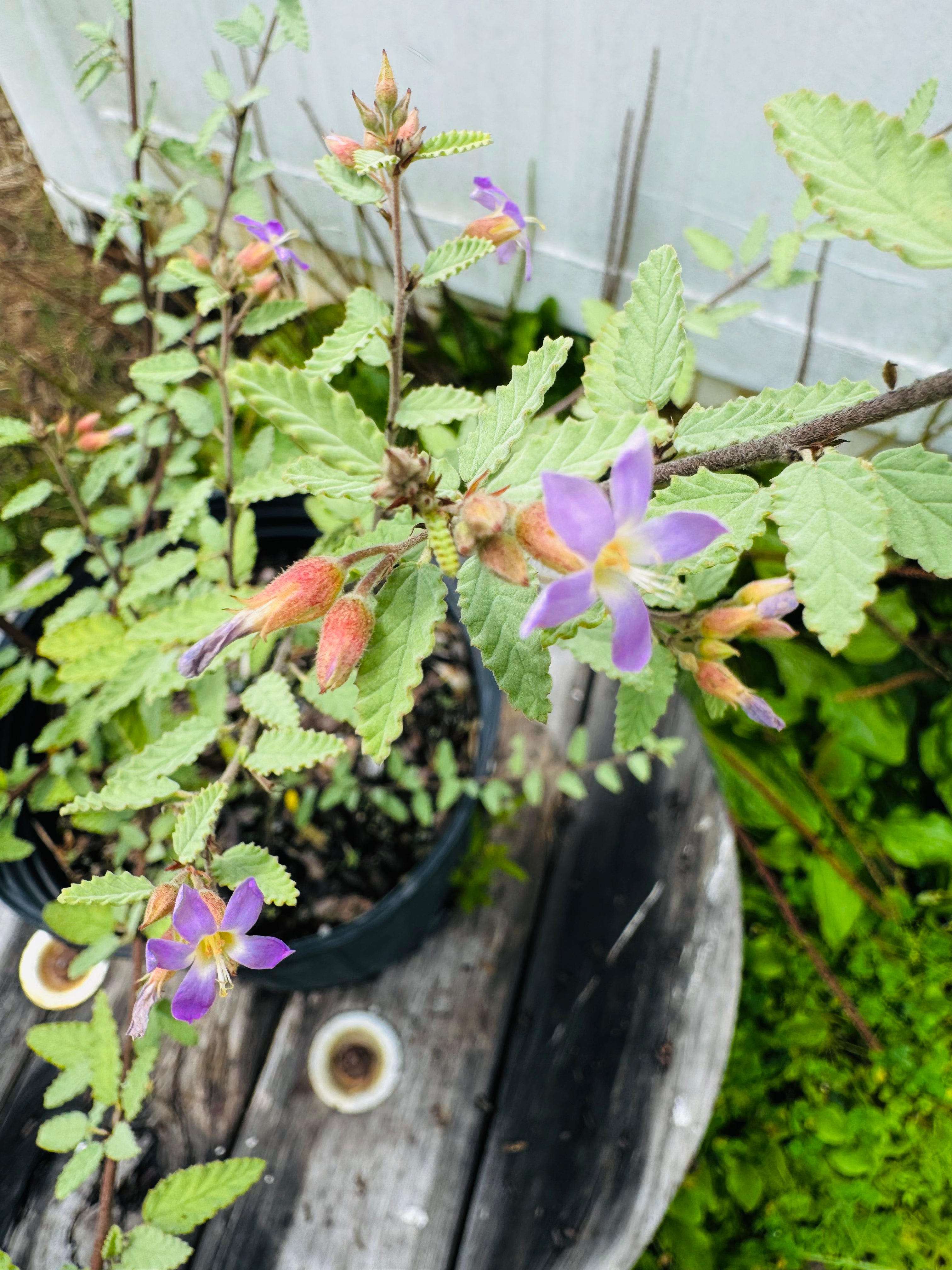 Grayleaf Teabush (Melochia tomentosa)