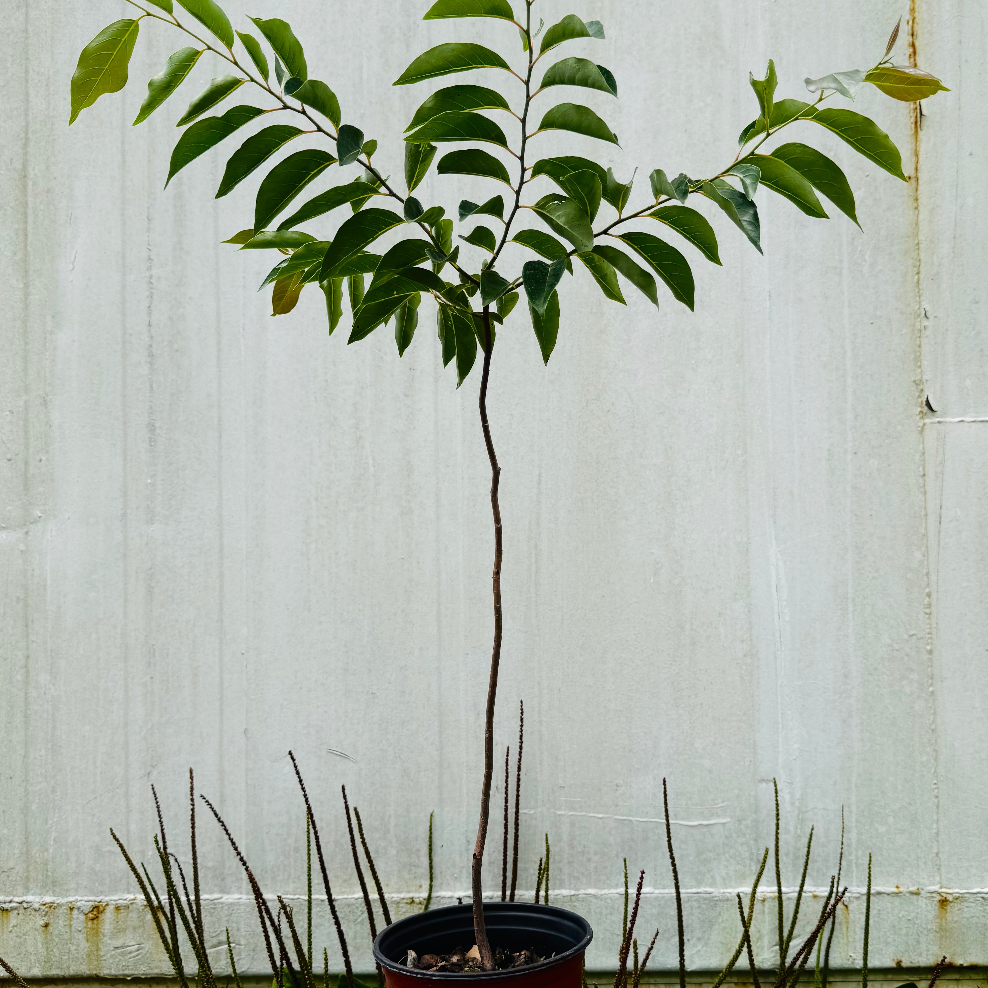 Persimmon Tree (Diospyros Virginiana)