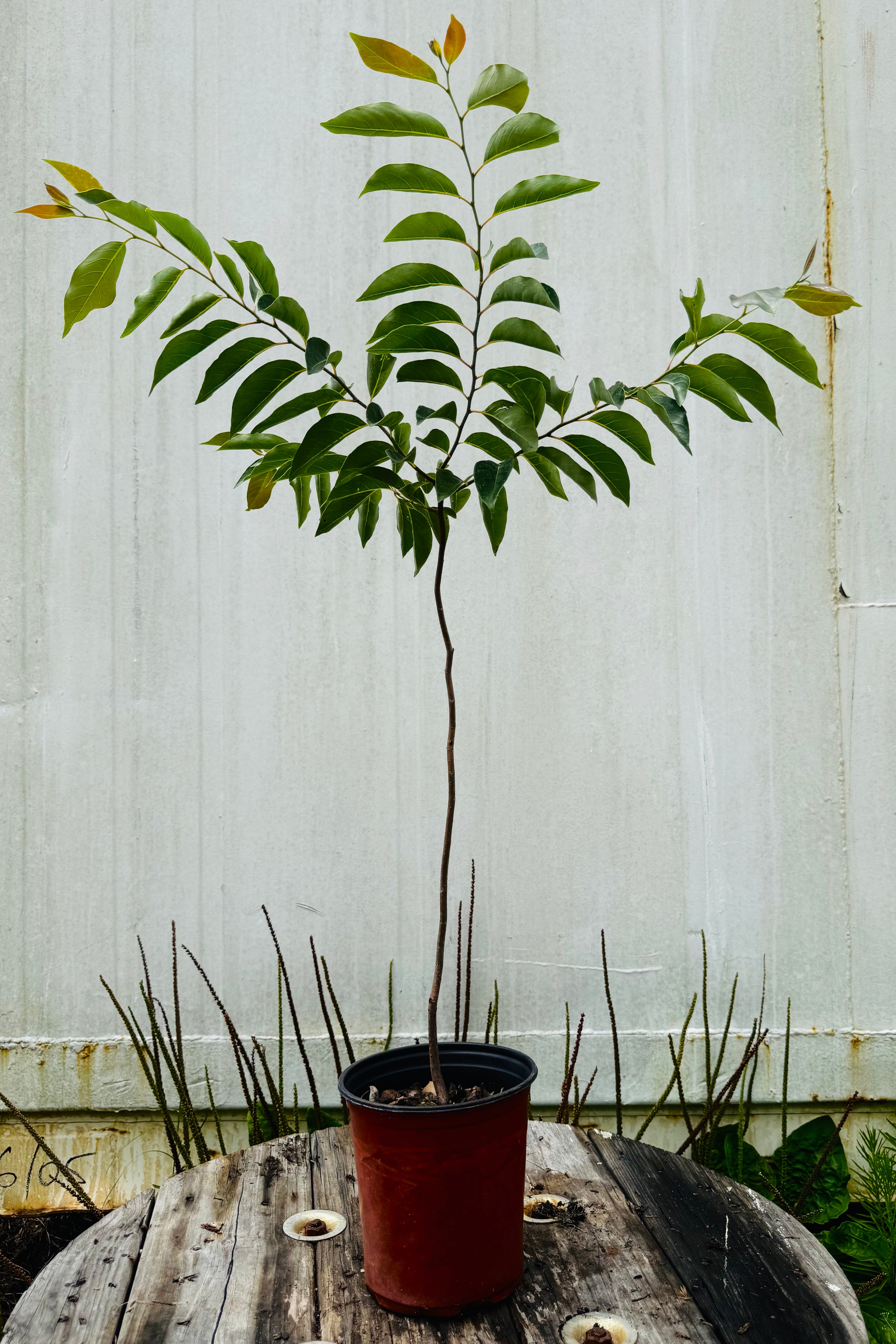 Native Persimmon Tree (Diospyros Virginiana)