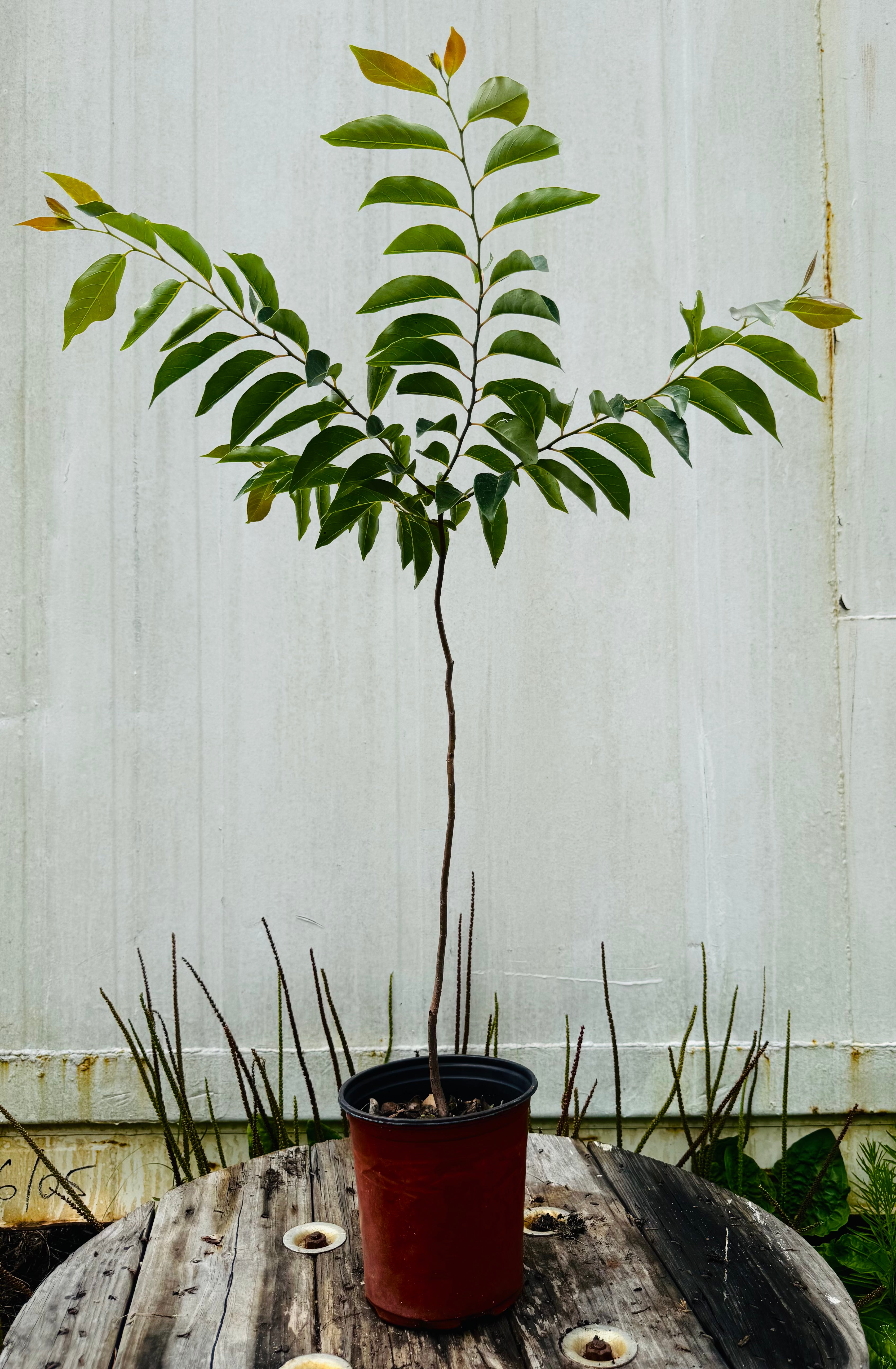 Persimmon Tree (Diospyros Virginiana)