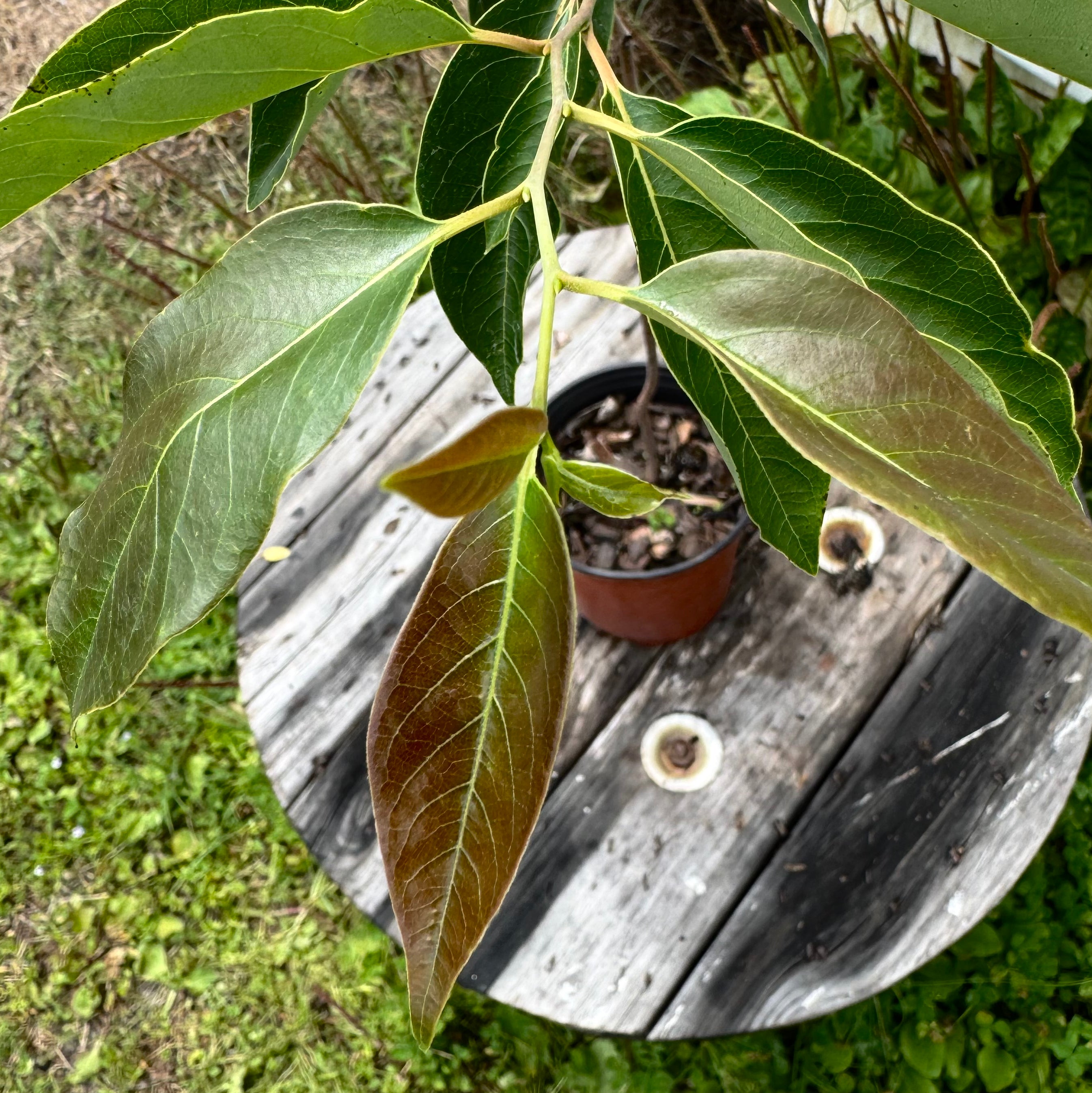 Persimmon Tree (Diospyros Virginiana)