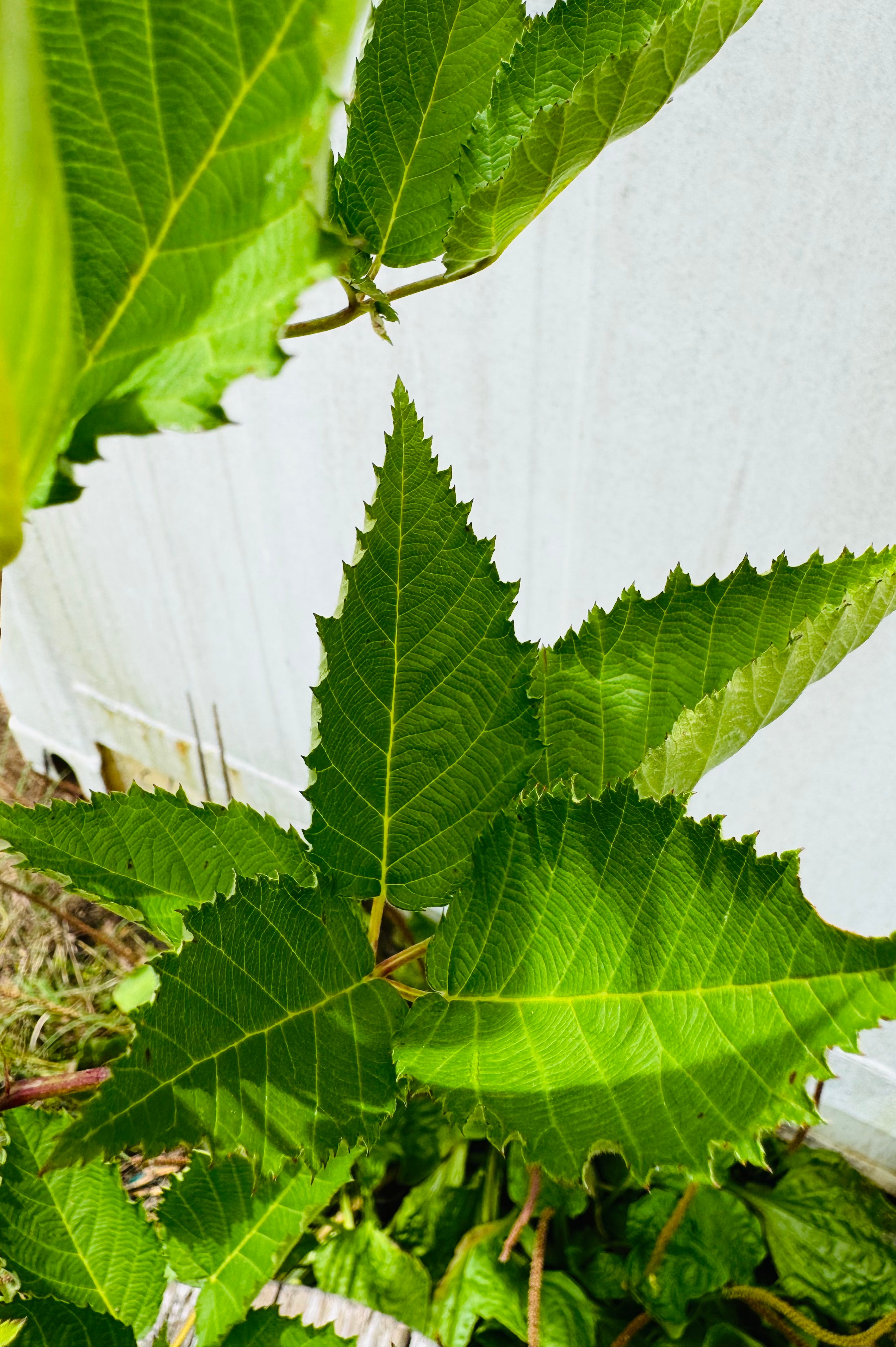 Prime-Ark® Freedom Blackberry Thornless (Rubus x)