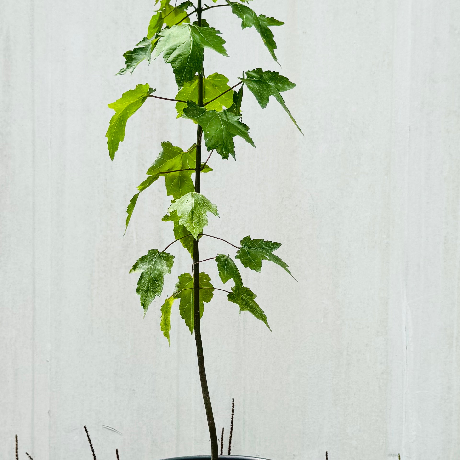 Florida Red Maple (Acer Rubrum) 3 Gallon