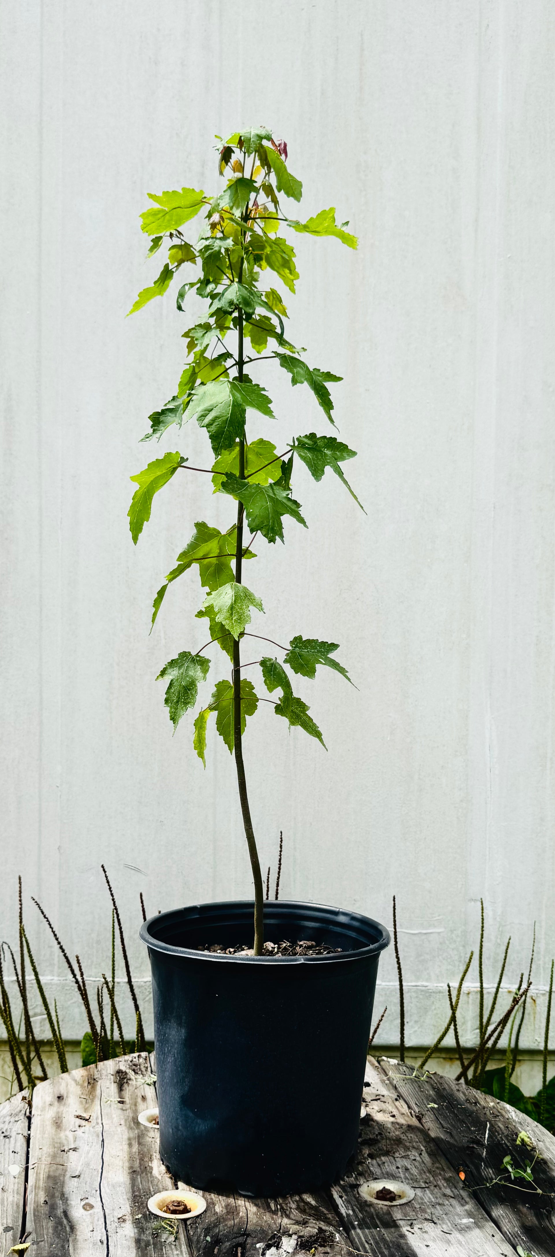 Florida Flame Maple (Acer Rubrum) 3 Gallon