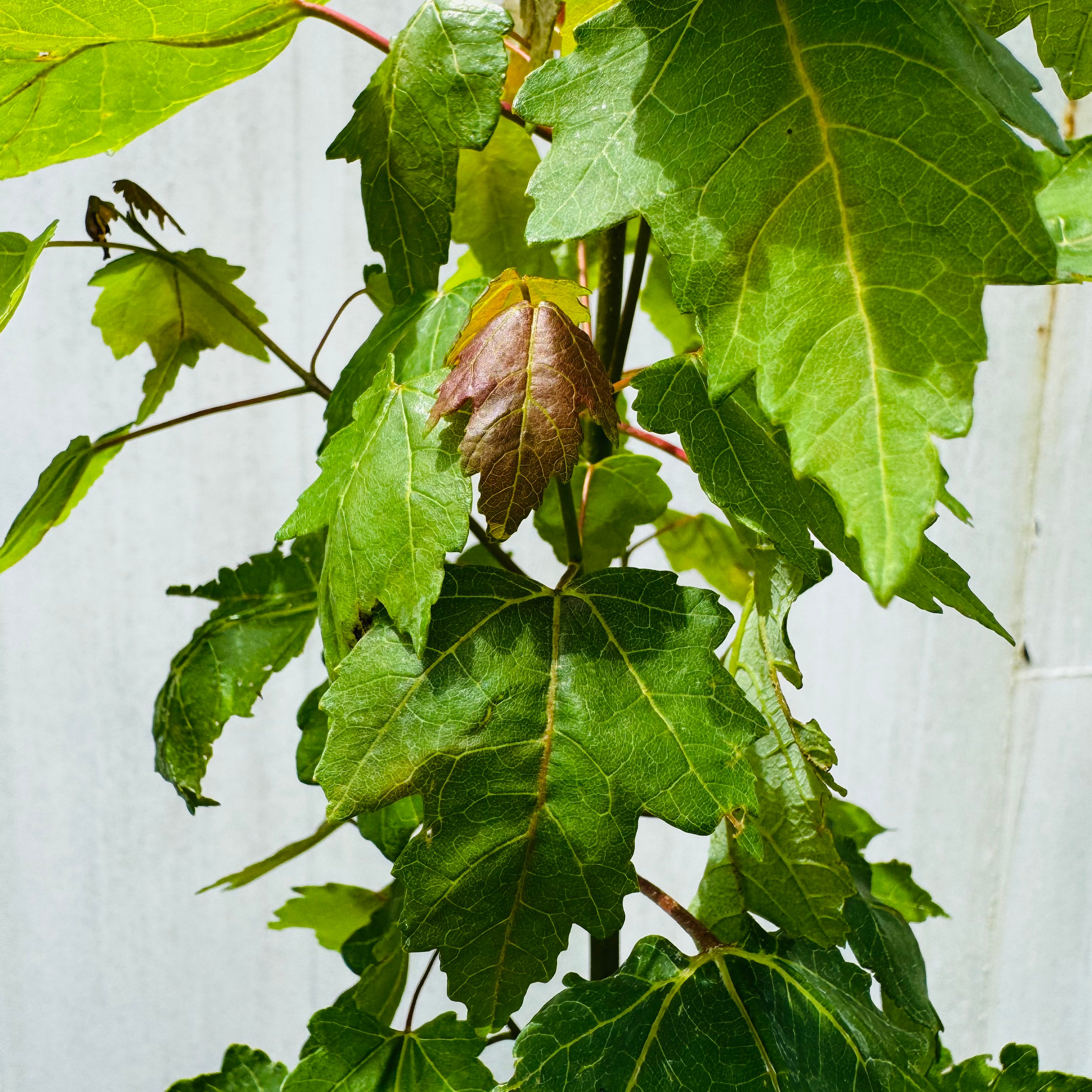 Florida Red Maple (Acer Rubrum) 3 Gallon