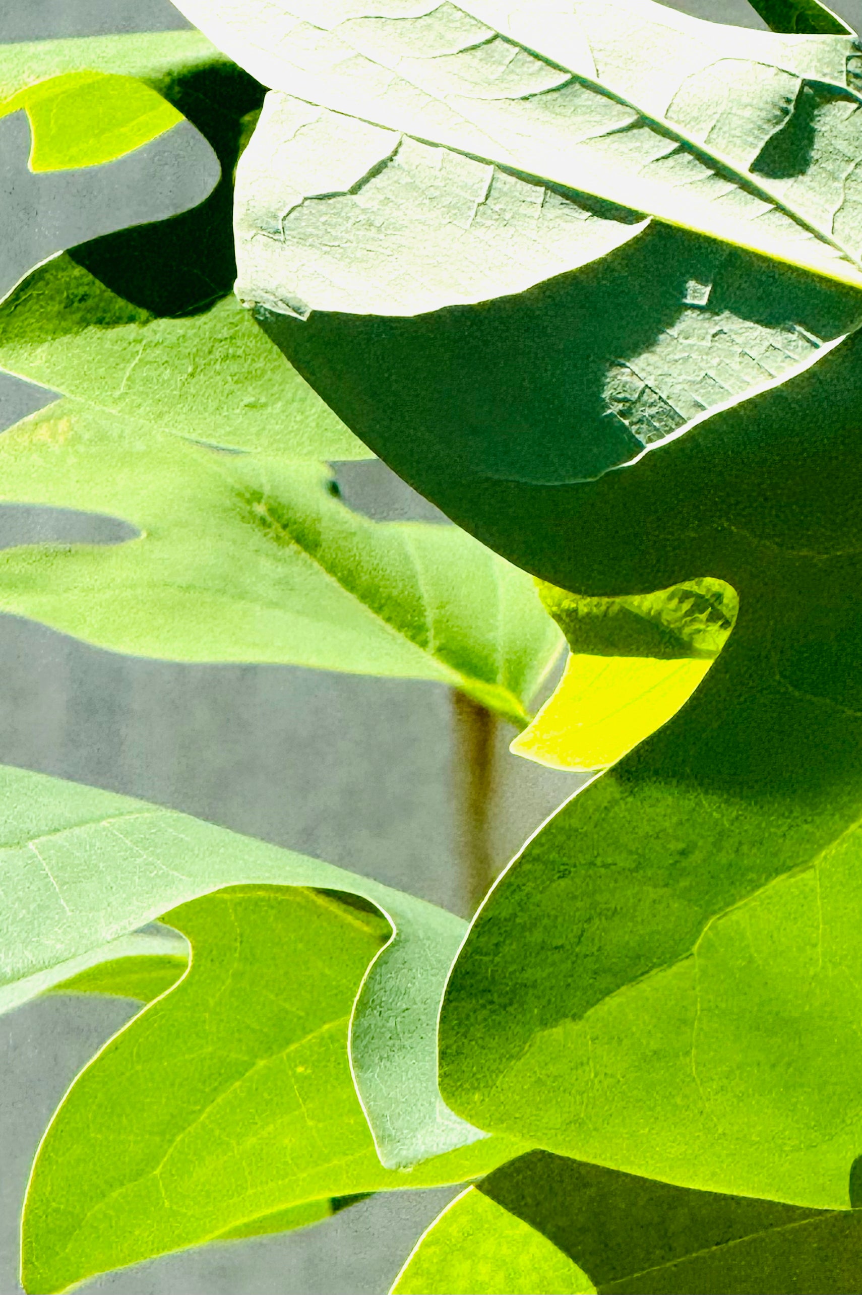 Tulip Poplar Tree (Liriodendron Tulipifera)