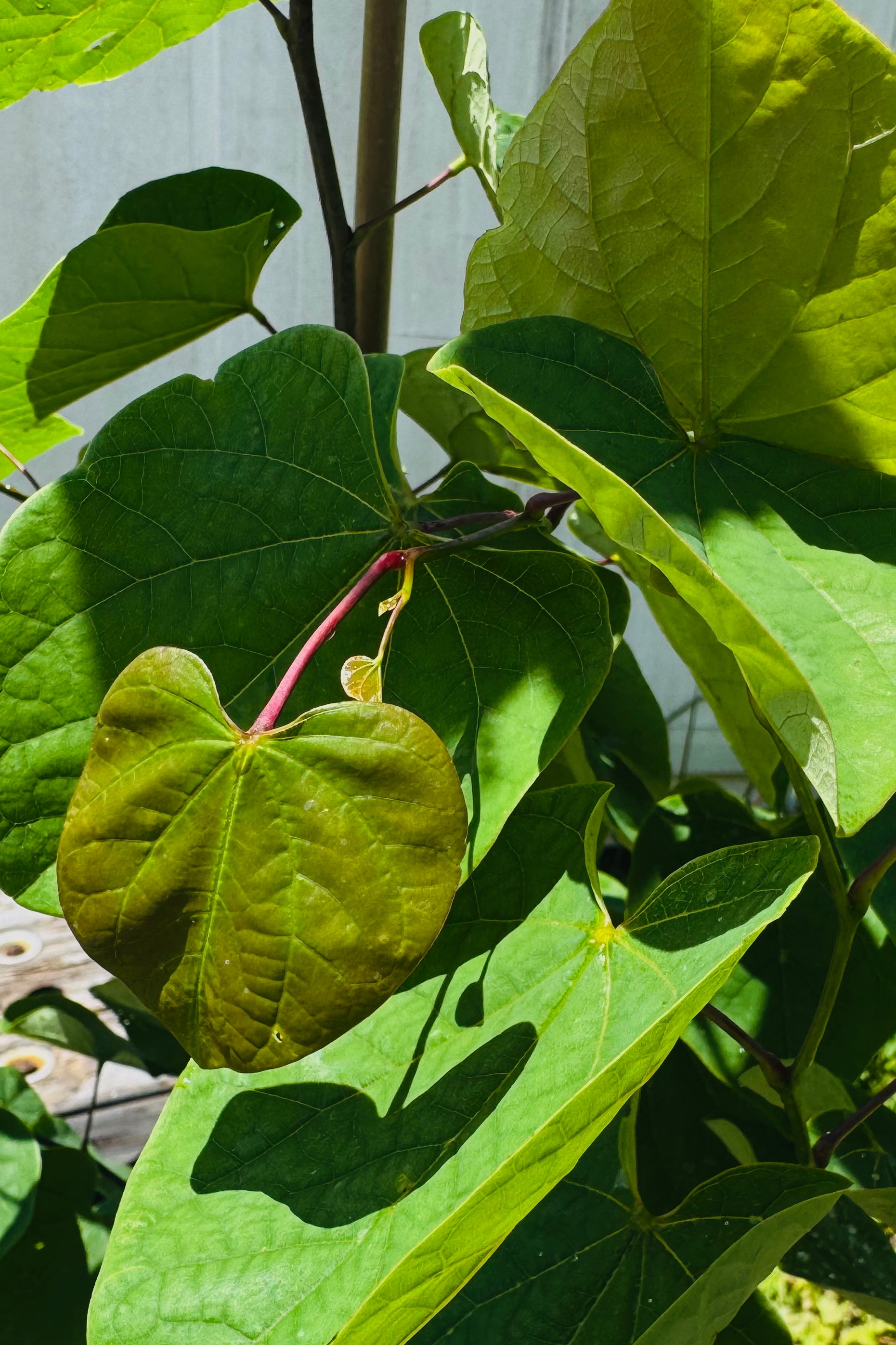 Eastern Redbud (Cercis Canadensis)