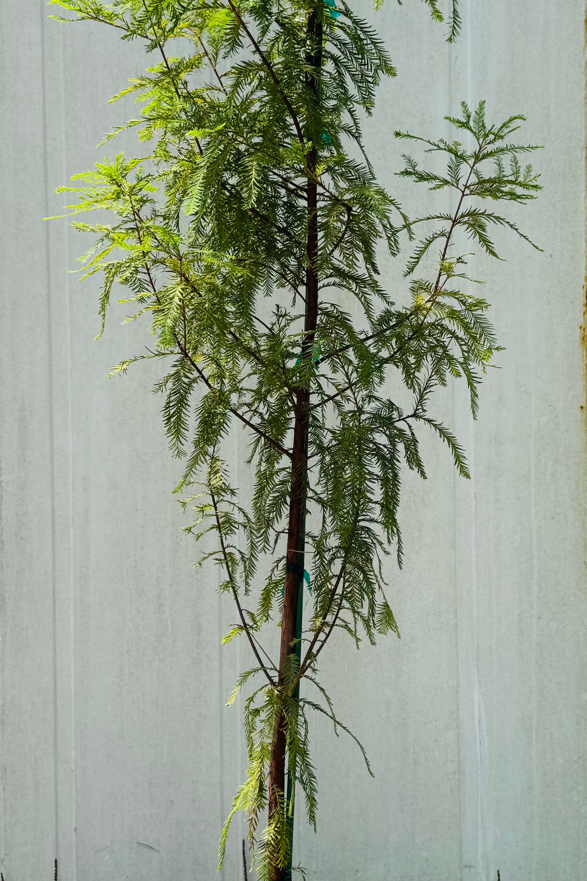 Bald Cypress (Taxodium Distichum)