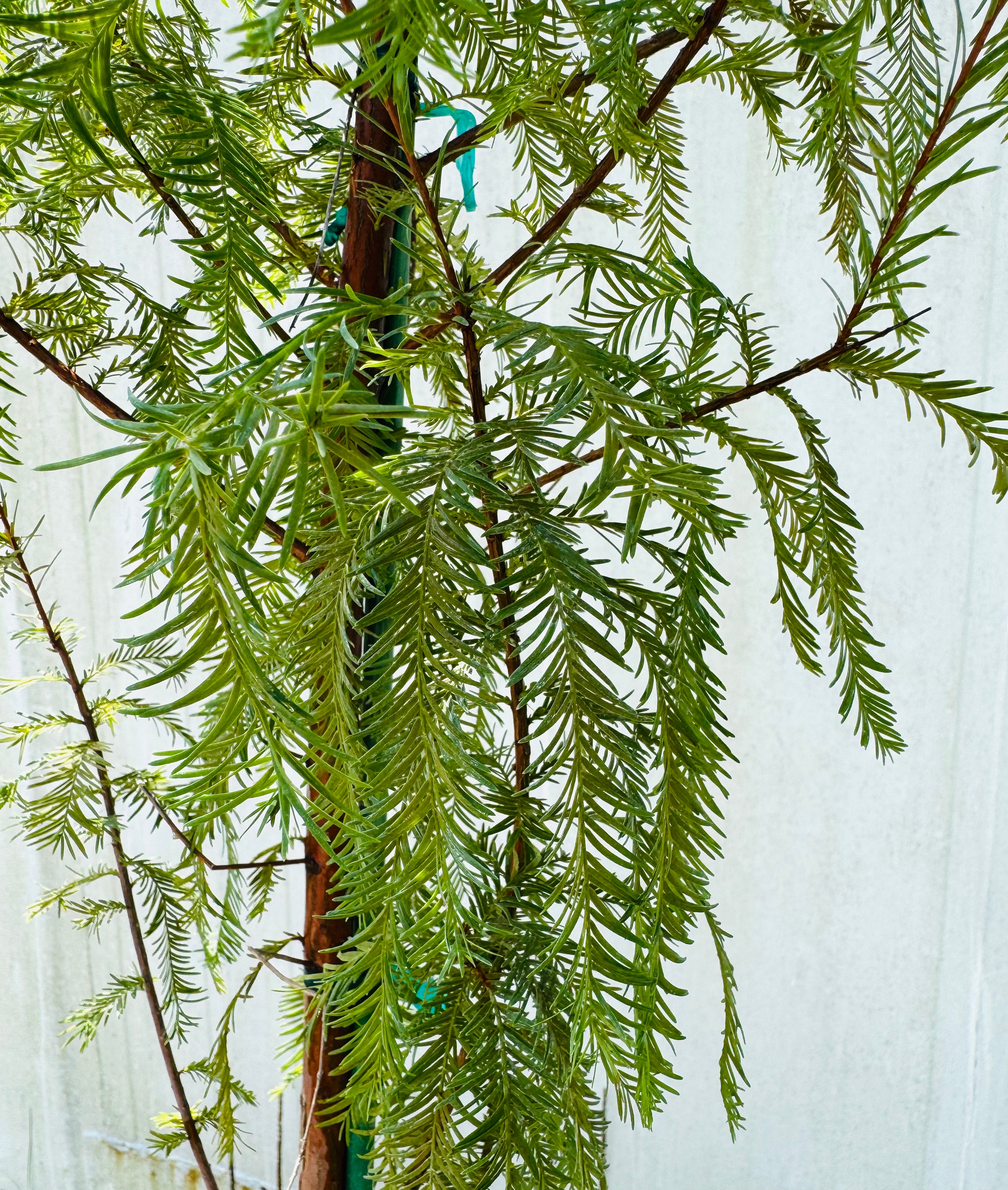 SUPER SALE Bald Cypress (Taxodium Distichum)