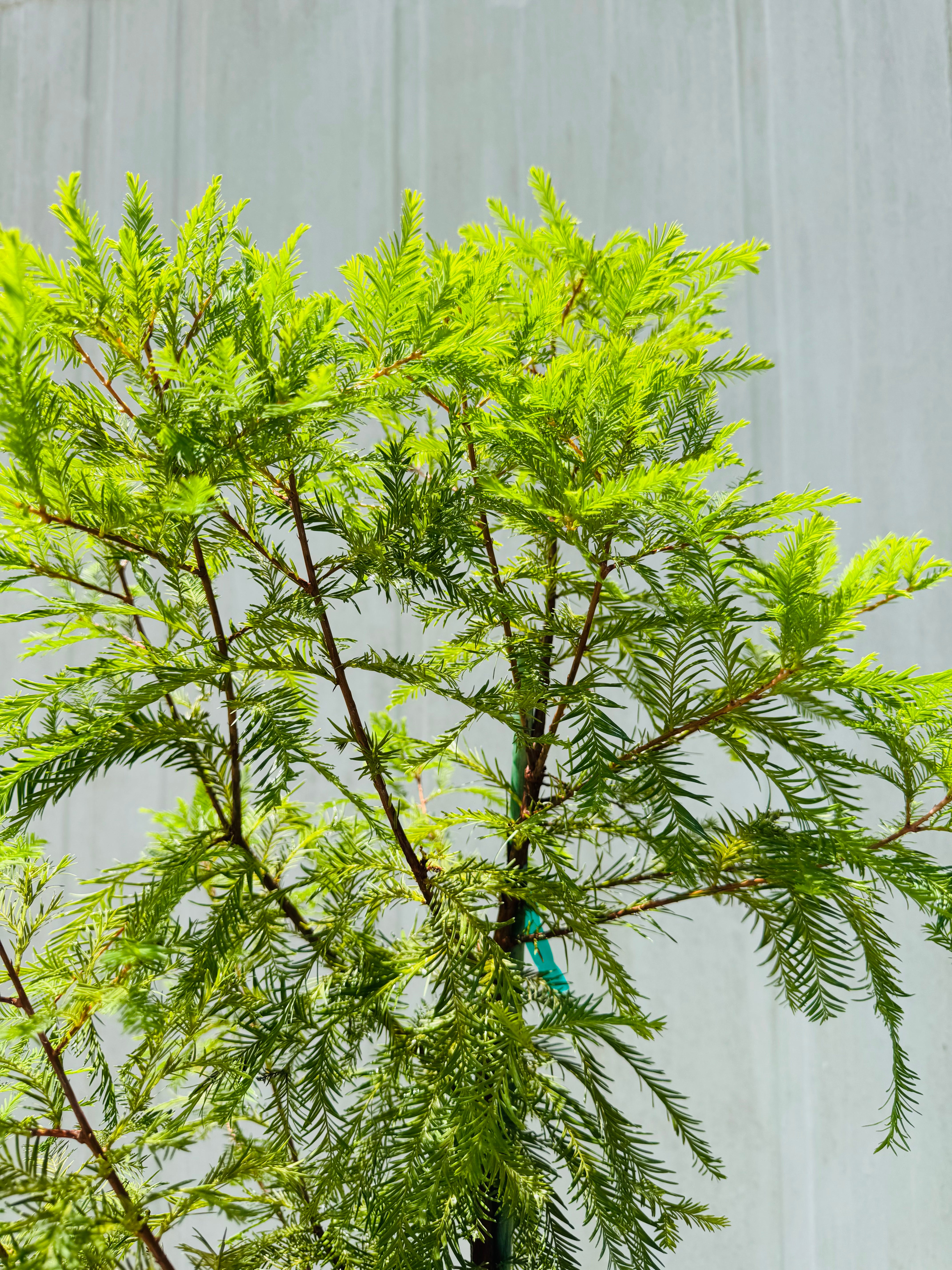 SUPER SALE Bald Cypress (Taxodium Distichum)