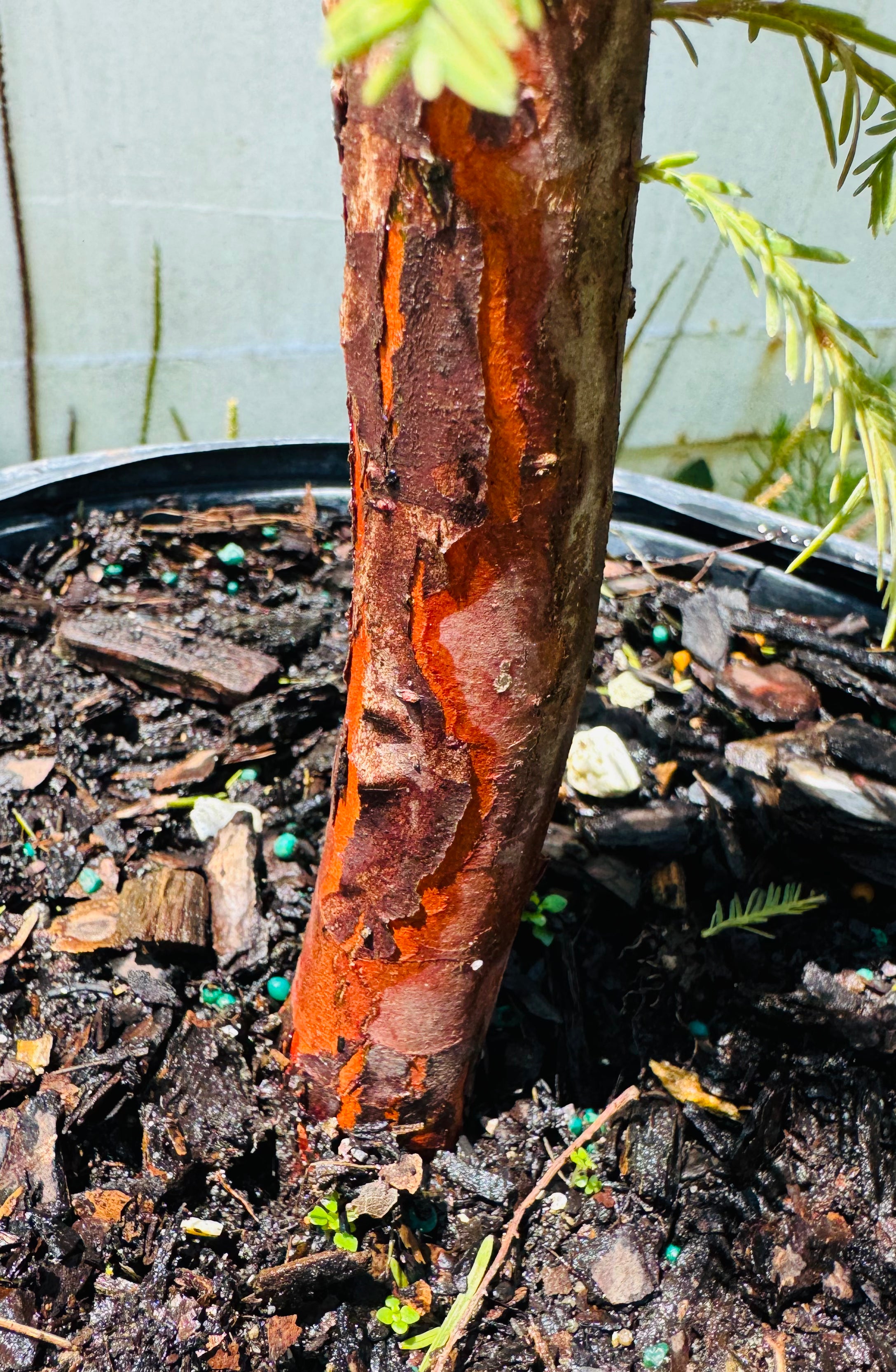 SUPER SALE Bald Cypress (Taxodium Distichum)