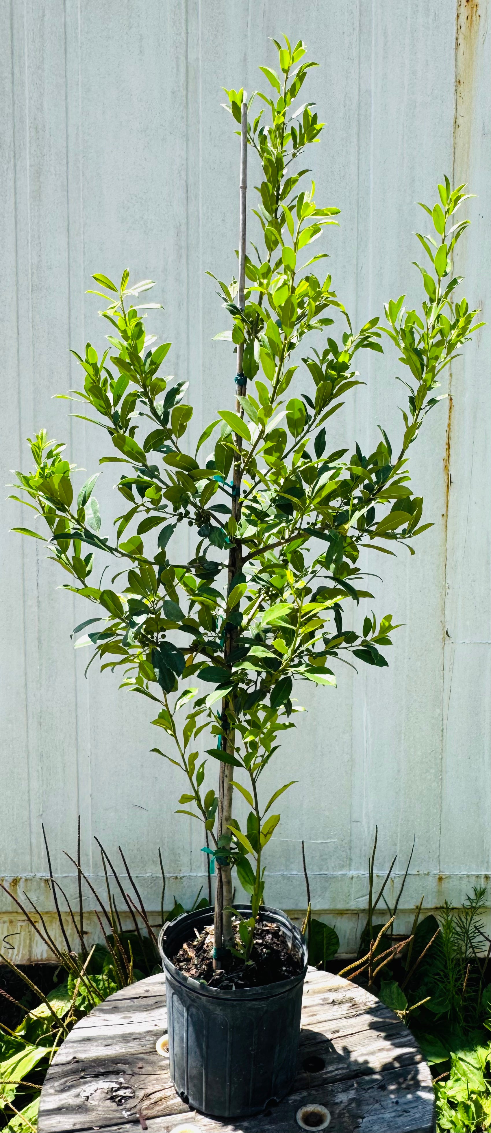 Eagleston Holly (Ilex X Attenuata)3, 15 & 30 Gallon