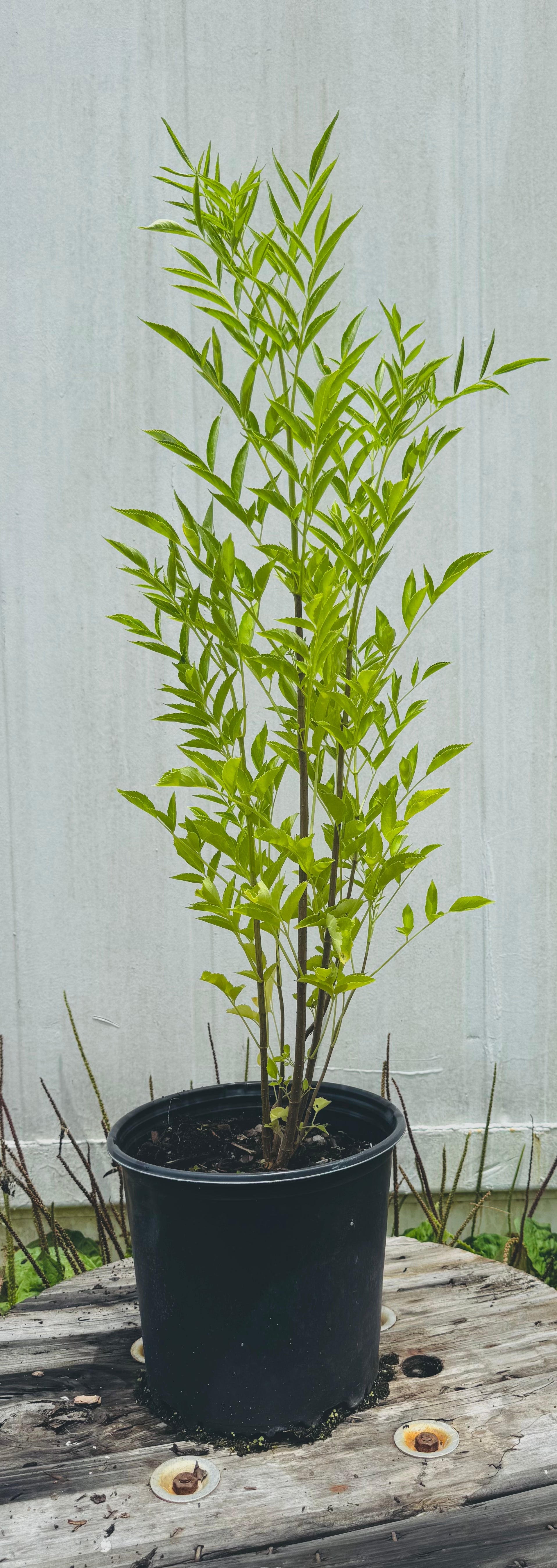 Florida Native Elderberry (Sambucus Nigra) 1 & 3 Gallon