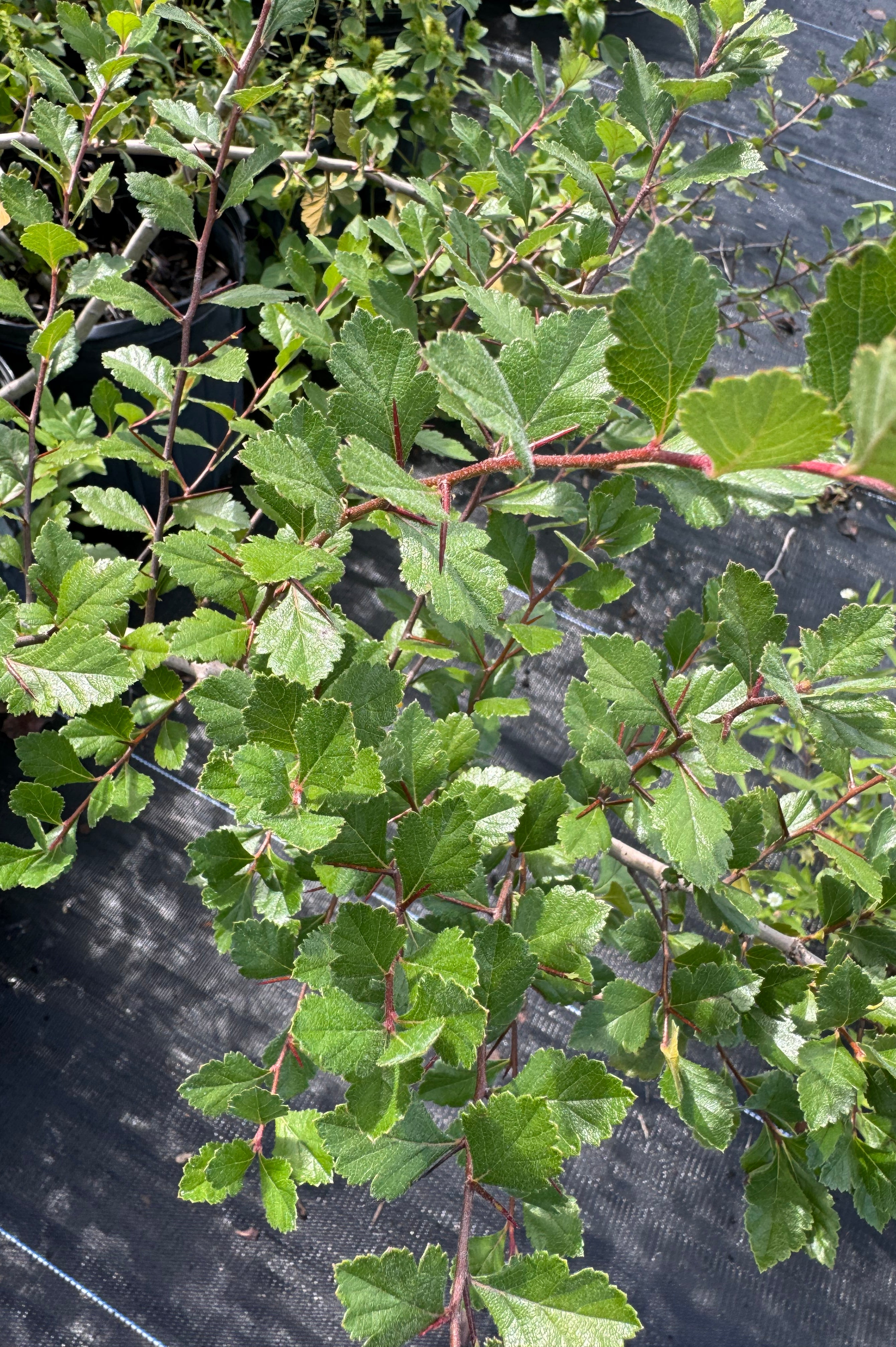 American Hawthorn (Crataegus)