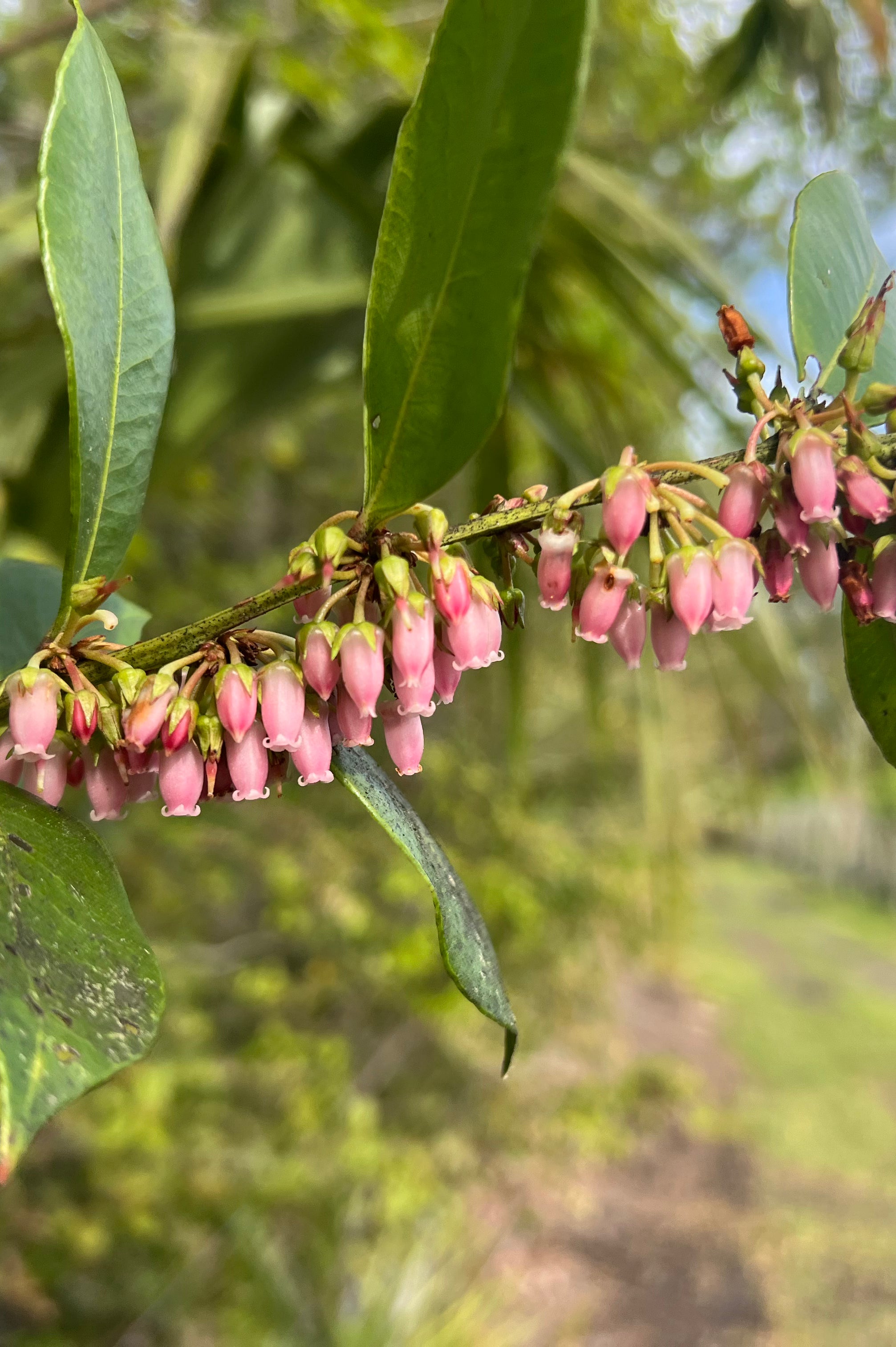 Florida Native DogHobble (Agarista Populifolia)