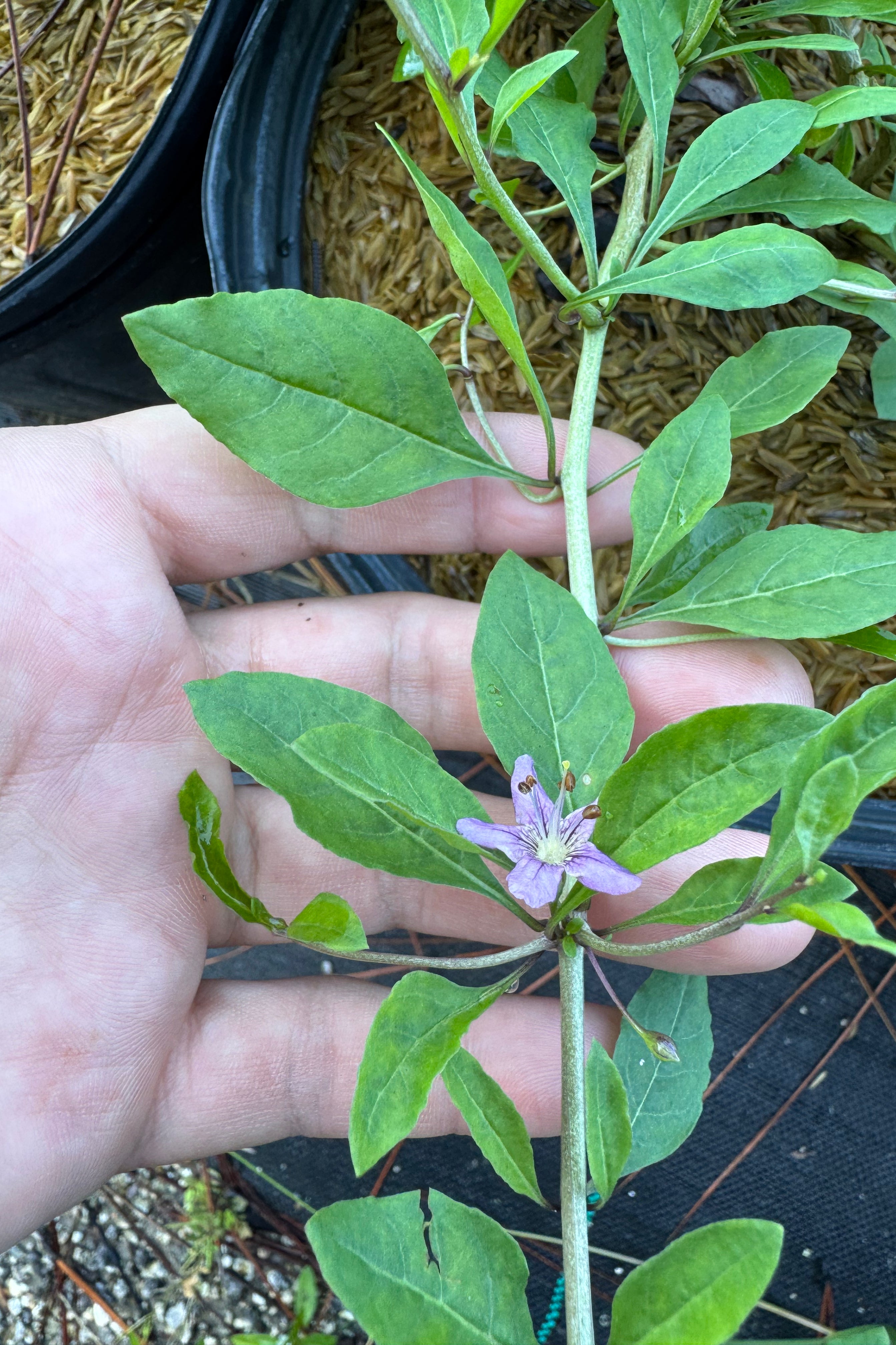 Goji Berry (Lycium barbarum) 3-4FT