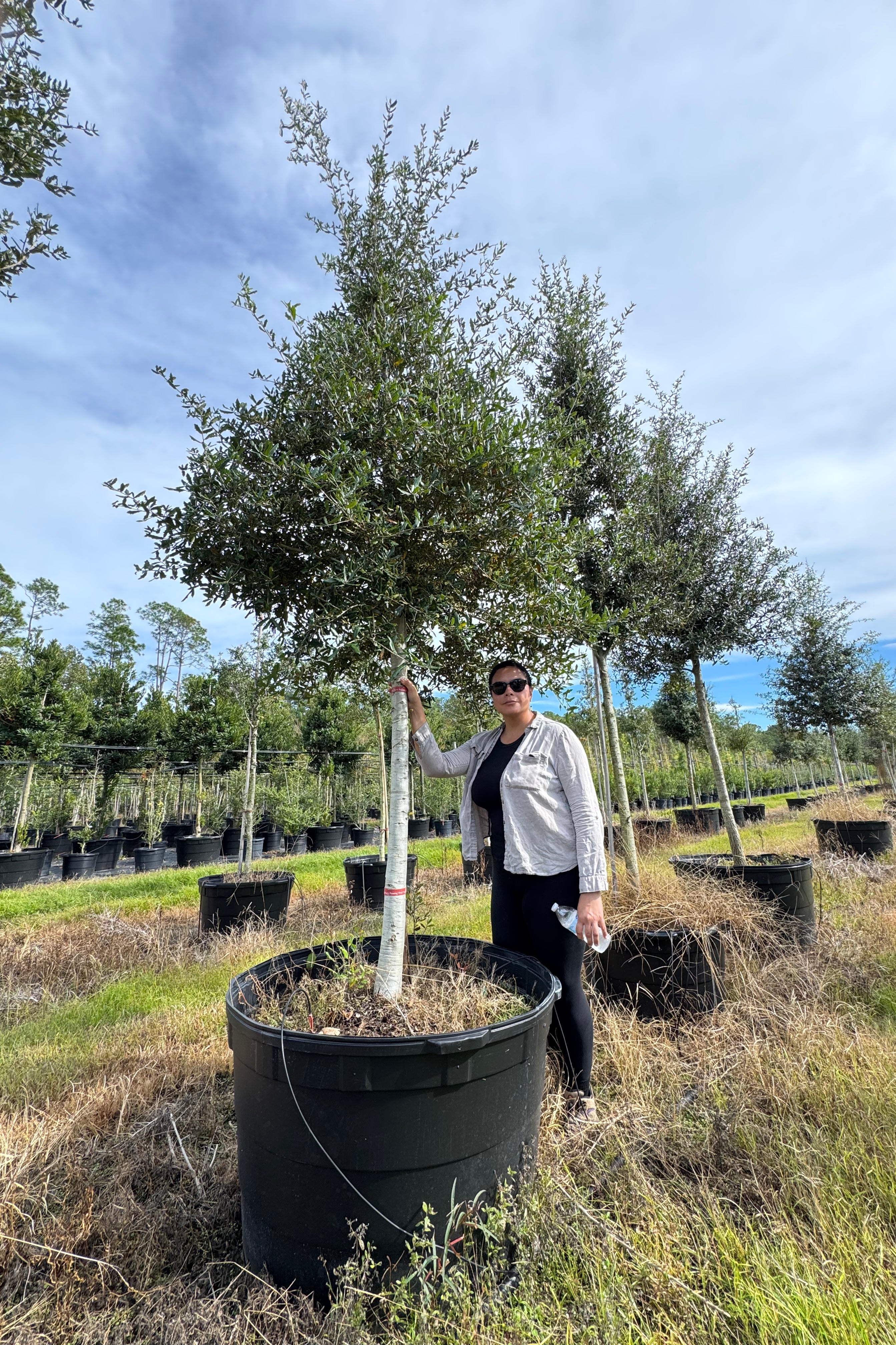 Live Oak (Quercus Virginiana)