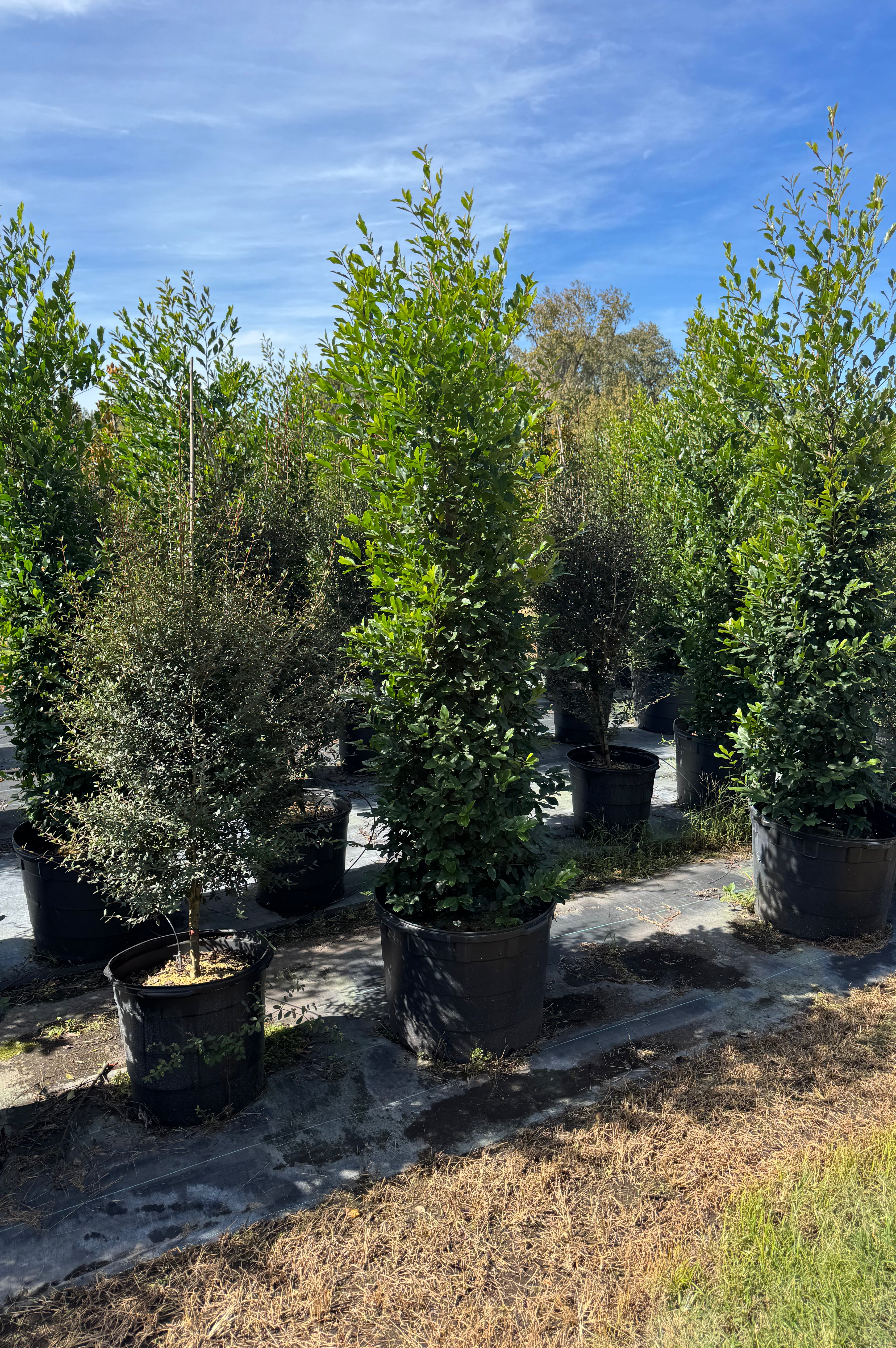 Cherry Laurel (Prunus Laurocerasus)