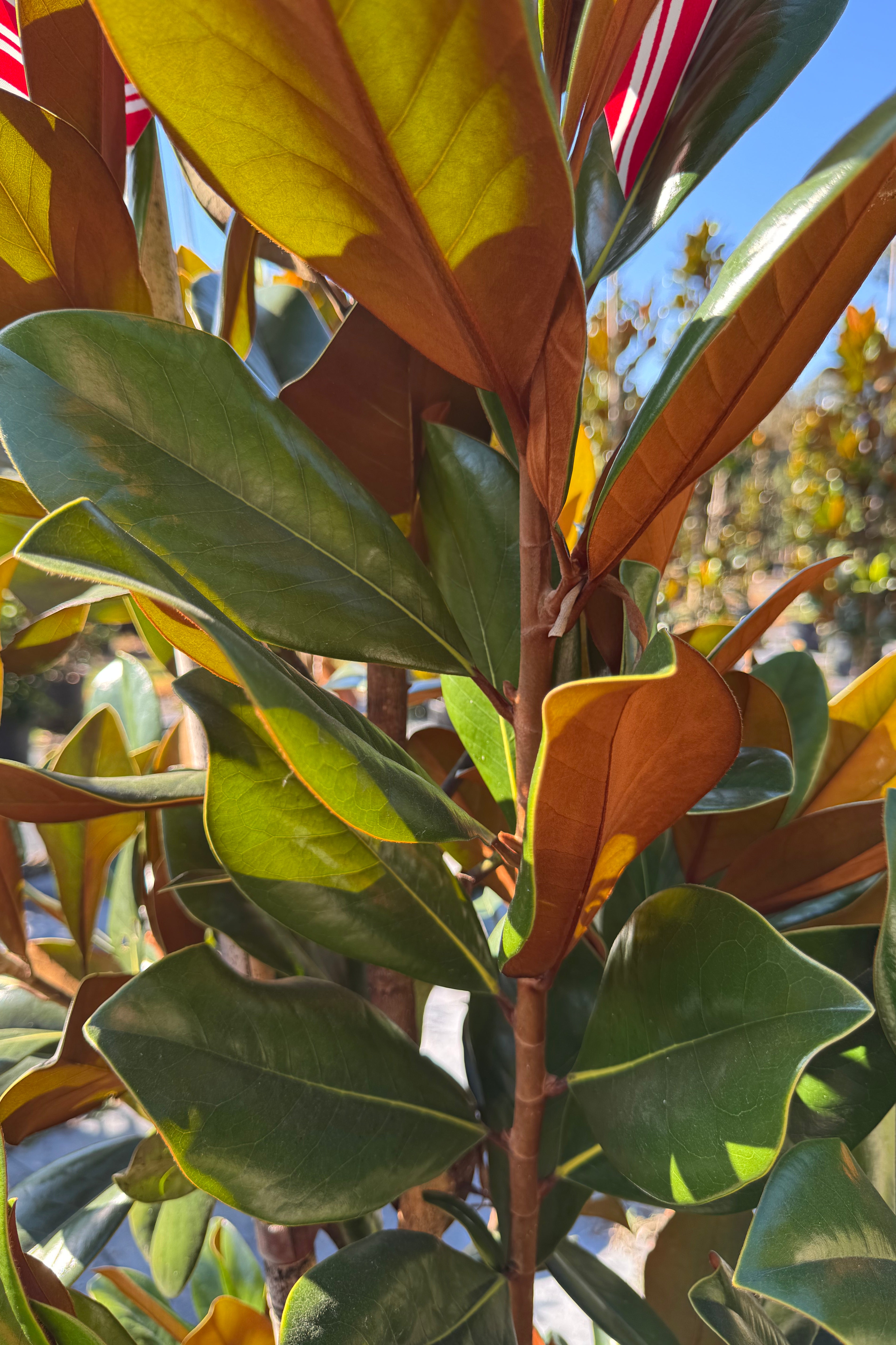 DD Blanchard Magnolia (Magnolia Grandiflora)