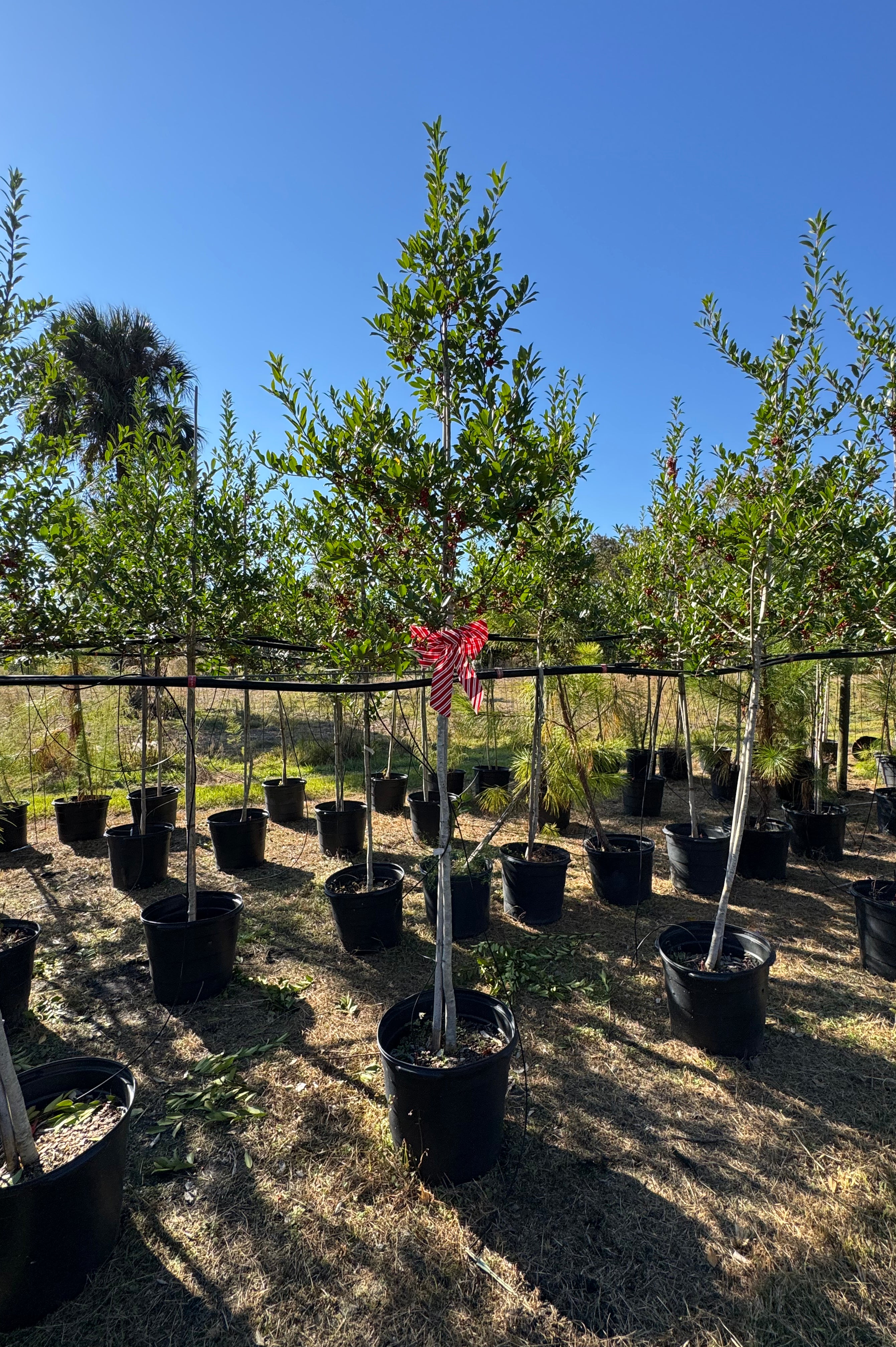 Eagleston Holly (Ilex X Attenuata)