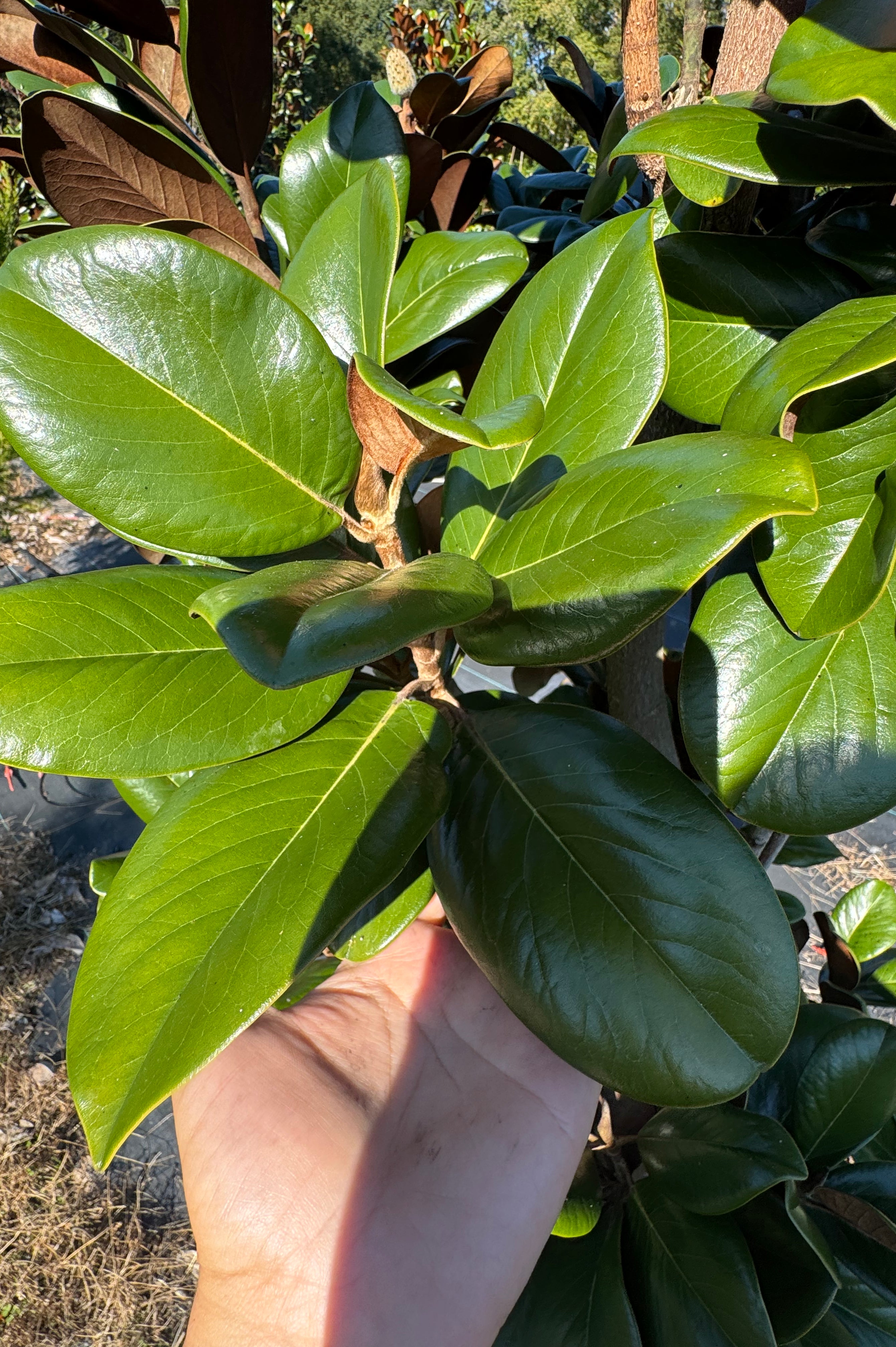 Teddy Bear Magnolia (Magnolia Grandiflora 'Southern Charm)