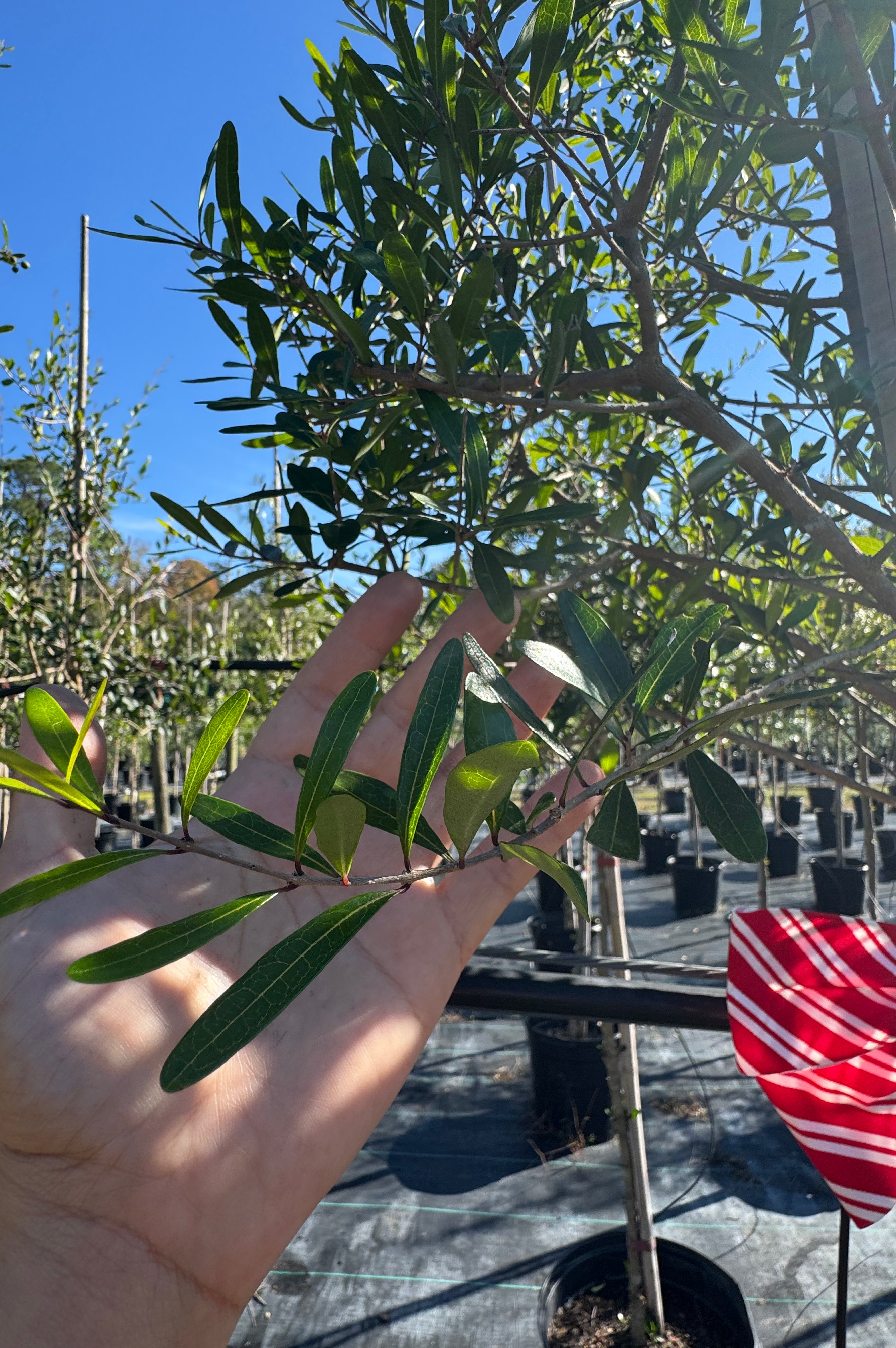 Florida Privet (Forestiera Segregata)