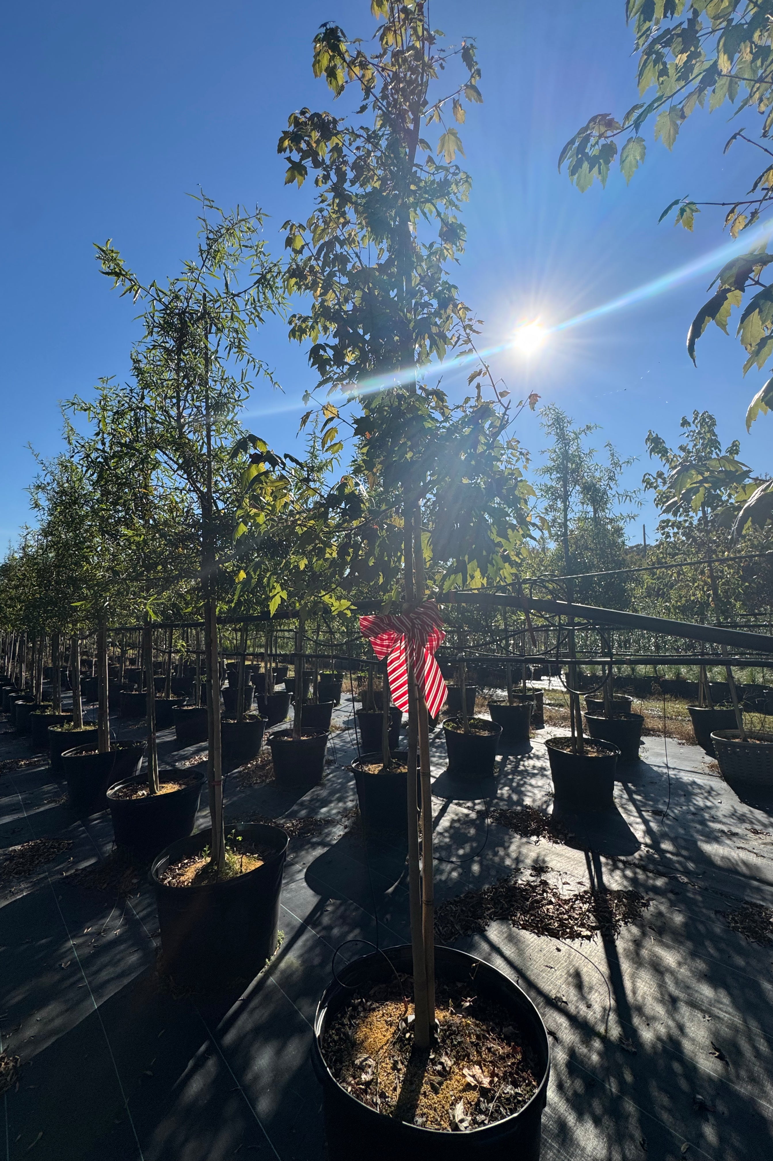 SUPER SALE Florida Flame Maple (Acer Rubrum)