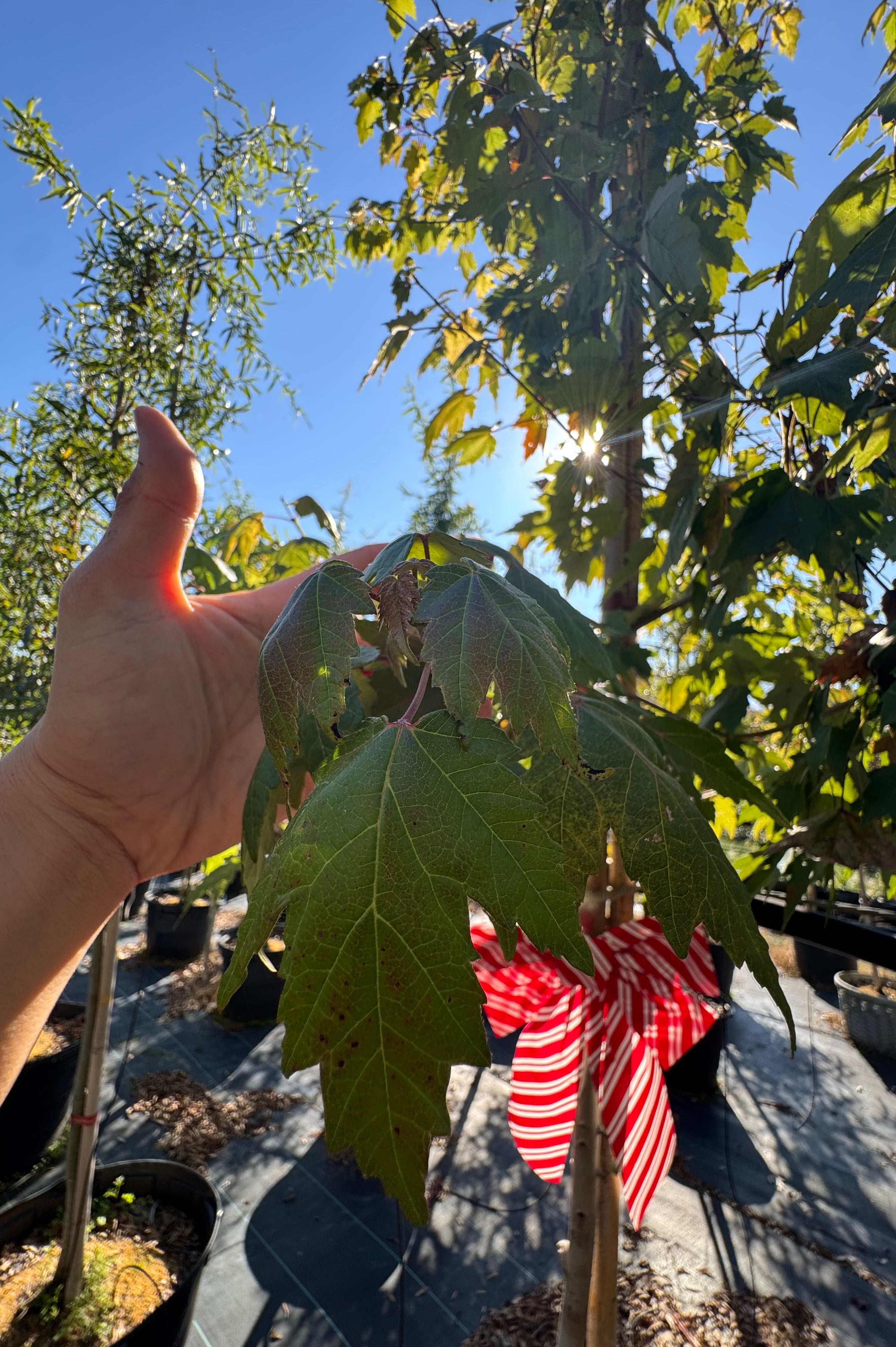 Florida Flame Maple (Acer Rubrum)