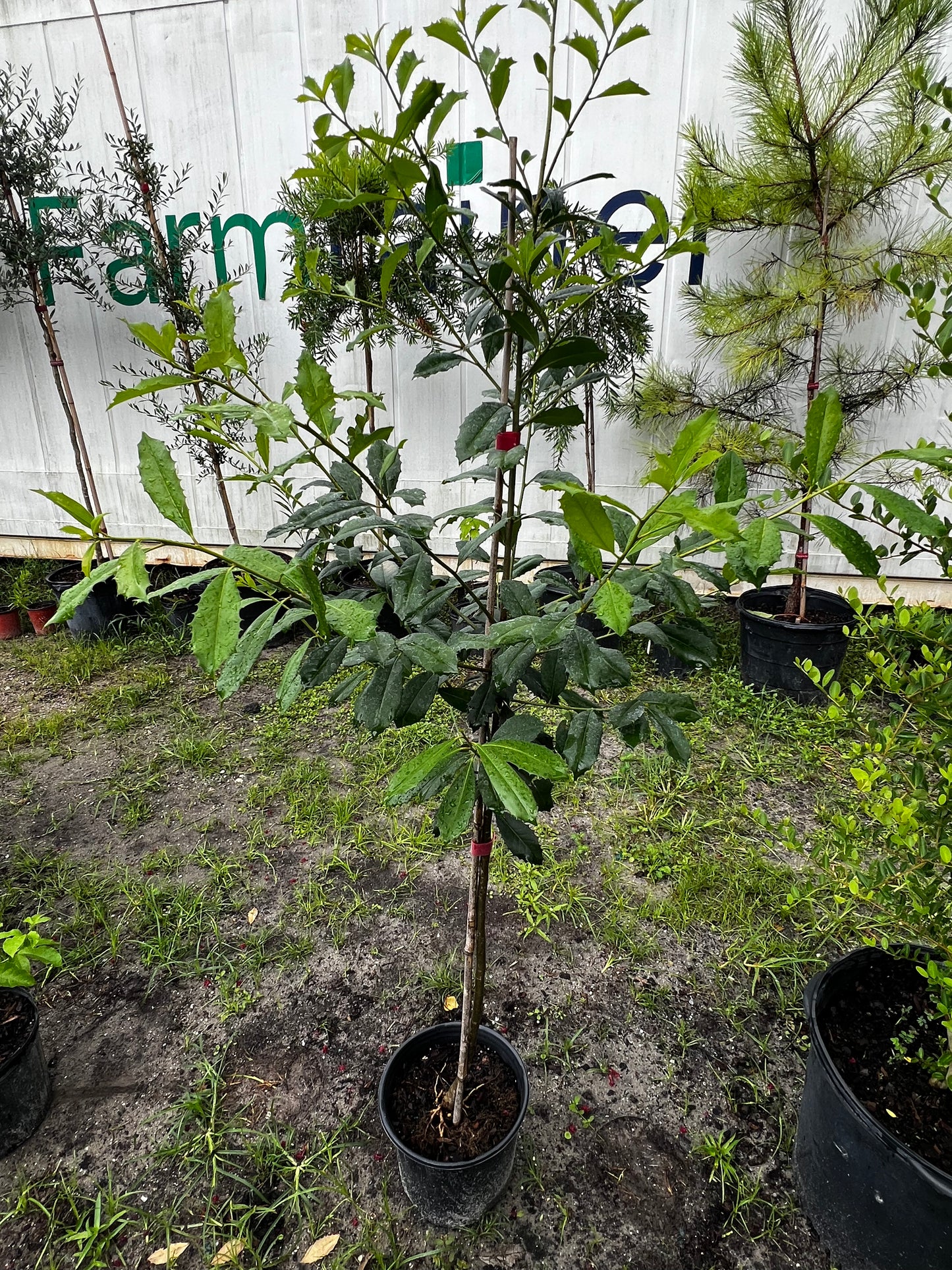 American Holly (Ilex Opaca) 15 Gallon