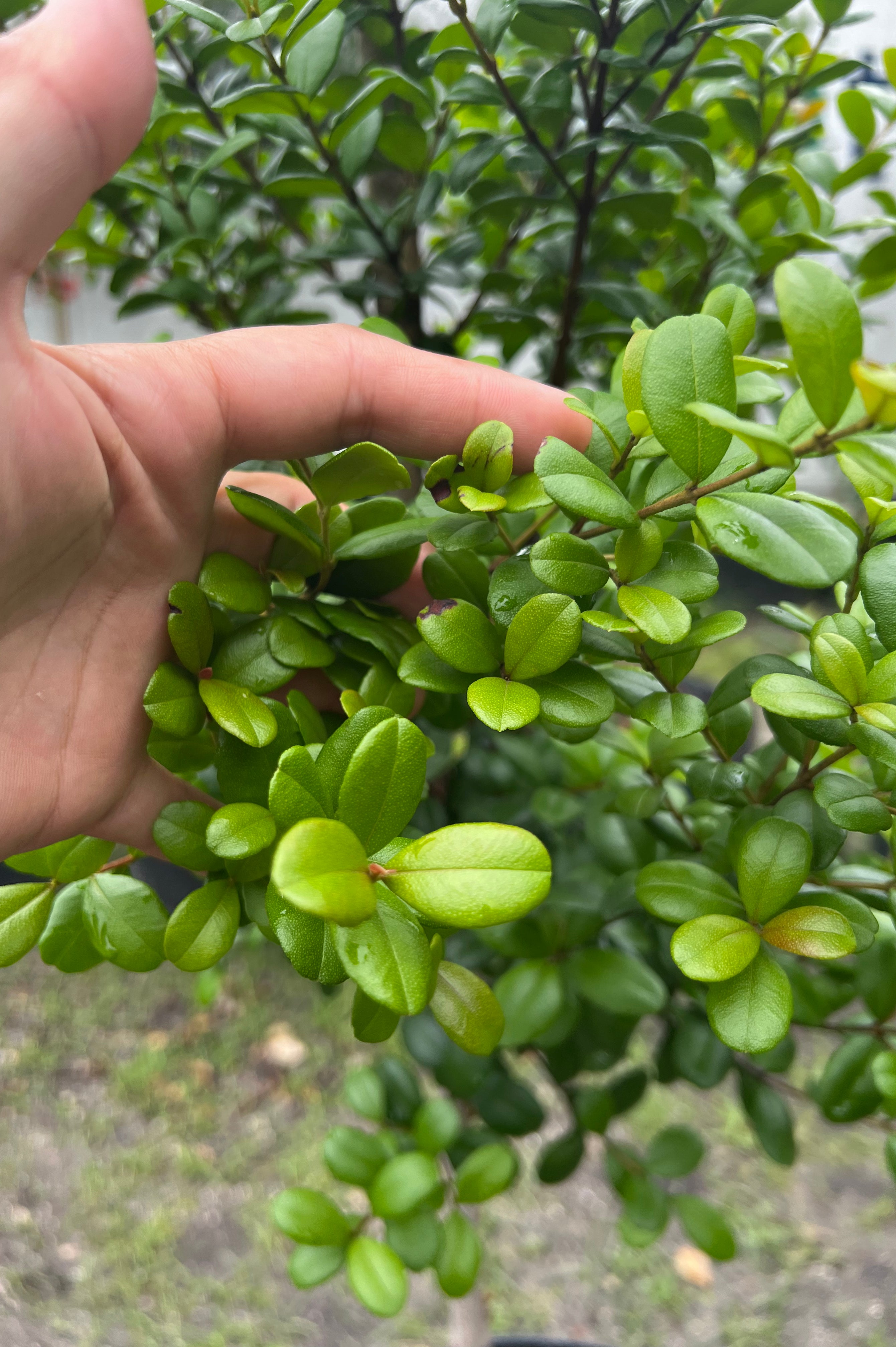 Simpson Stopper (Myrcianthes Fragrans)
