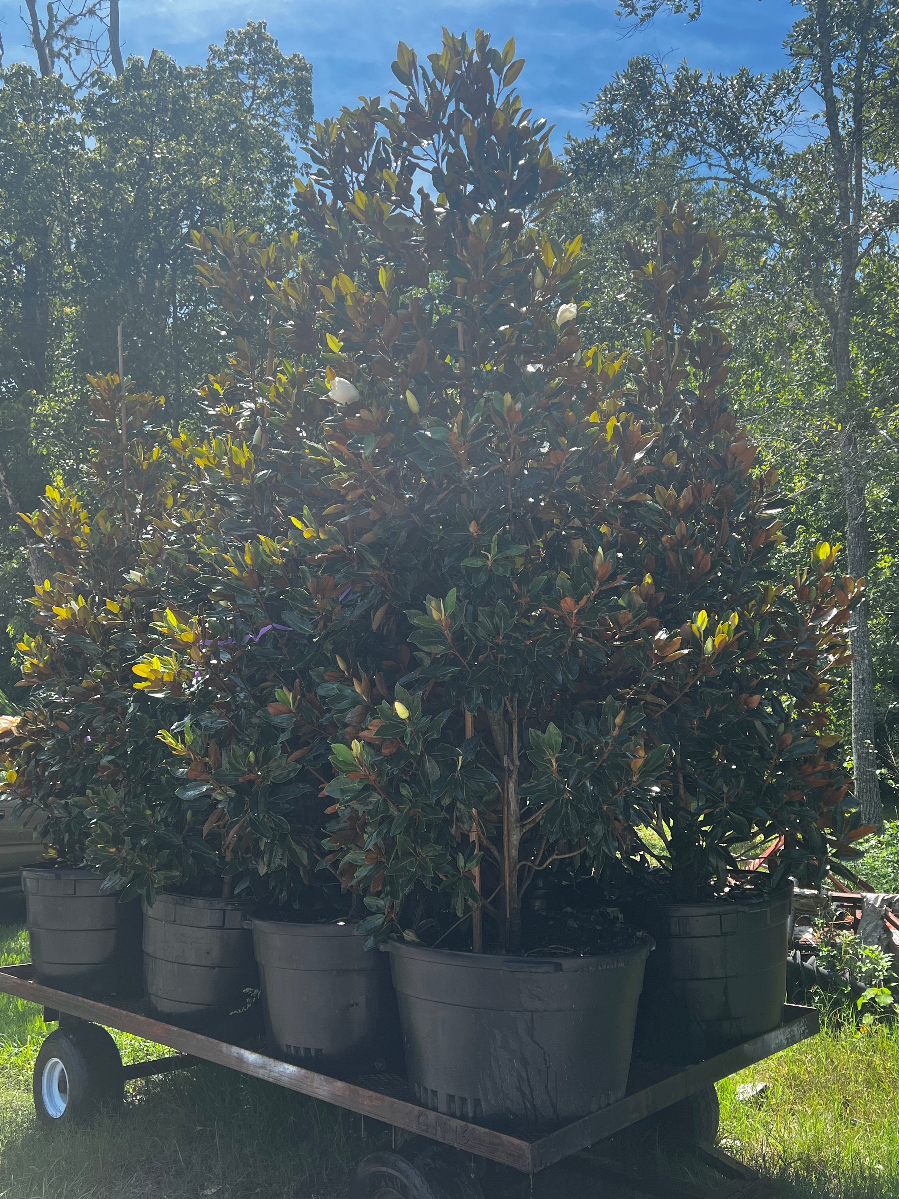 Little Gem Magnolias (Magnolia Grandiflora)