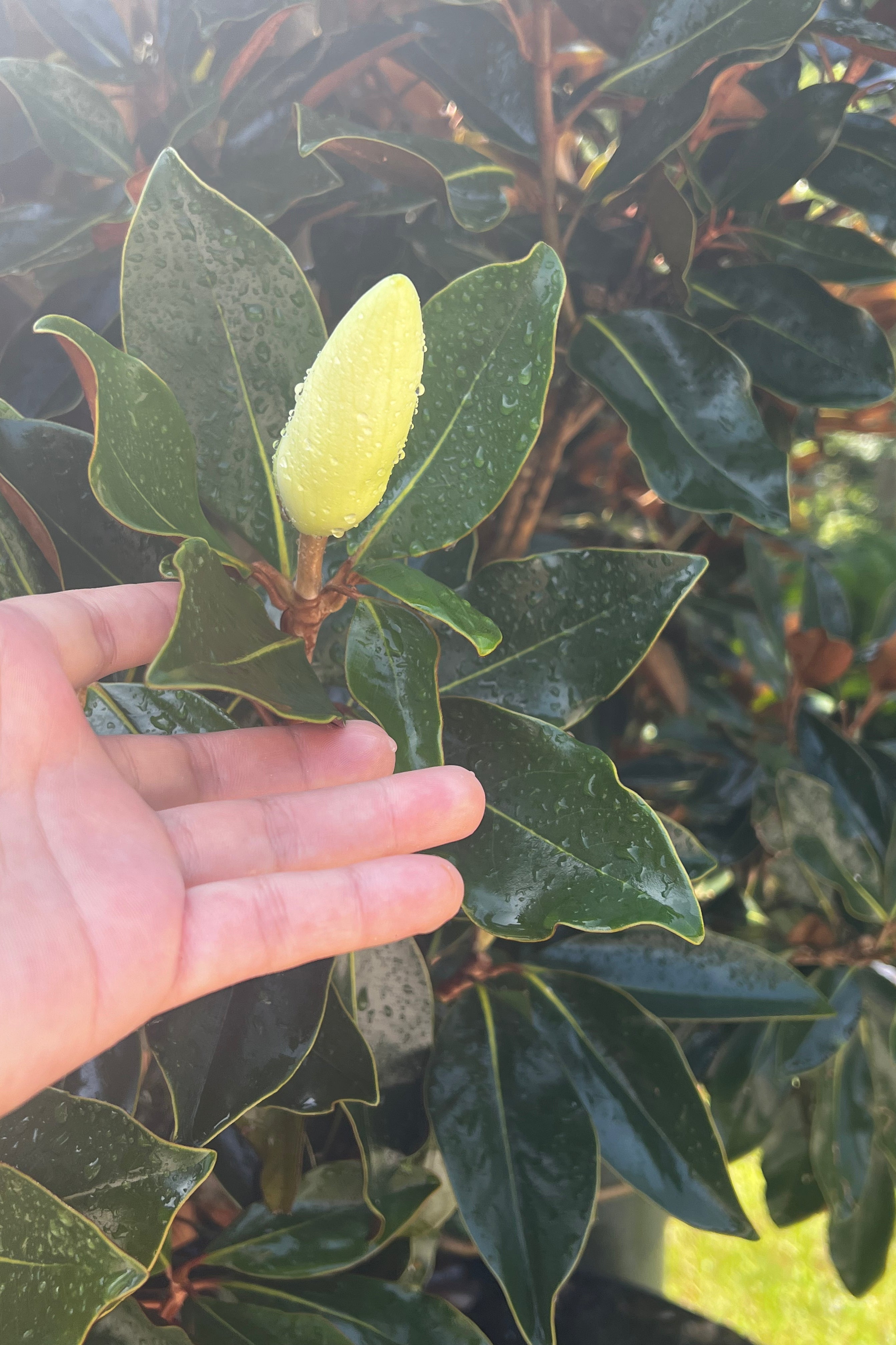 Little Gem Magnolias (Magnolia Grandiflora)