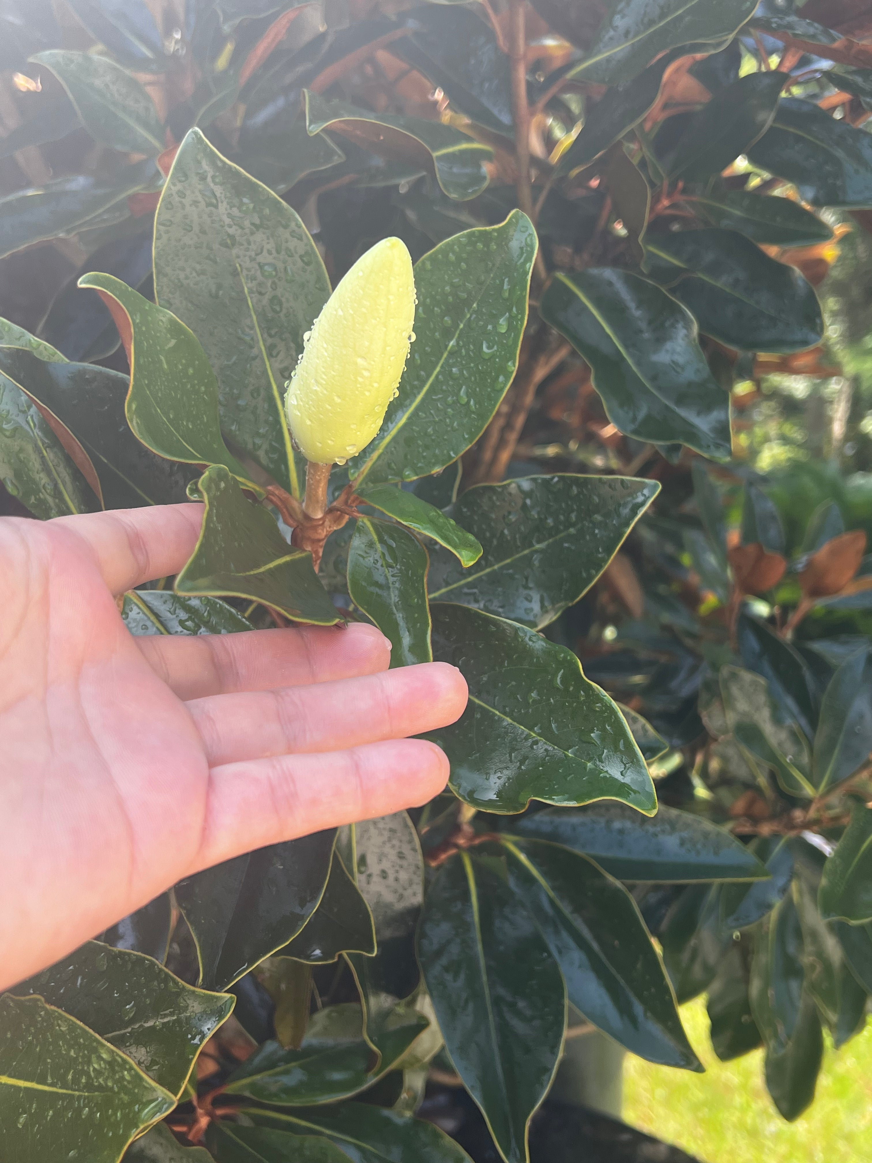 Little Gem Magnolias (Magnolia Grandiflora)
