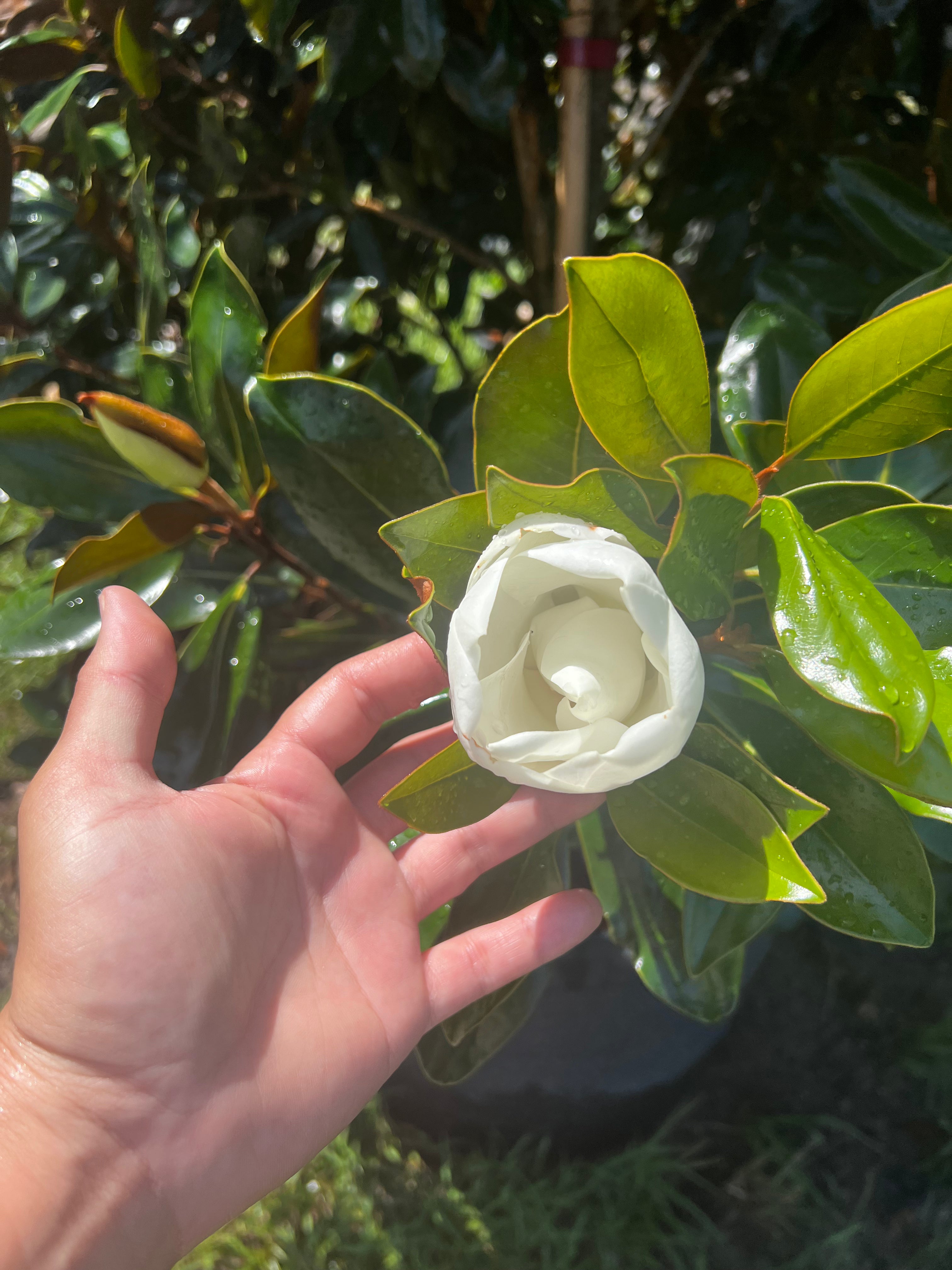 Little Gem Magnolias (Magnolia Grandiflora)