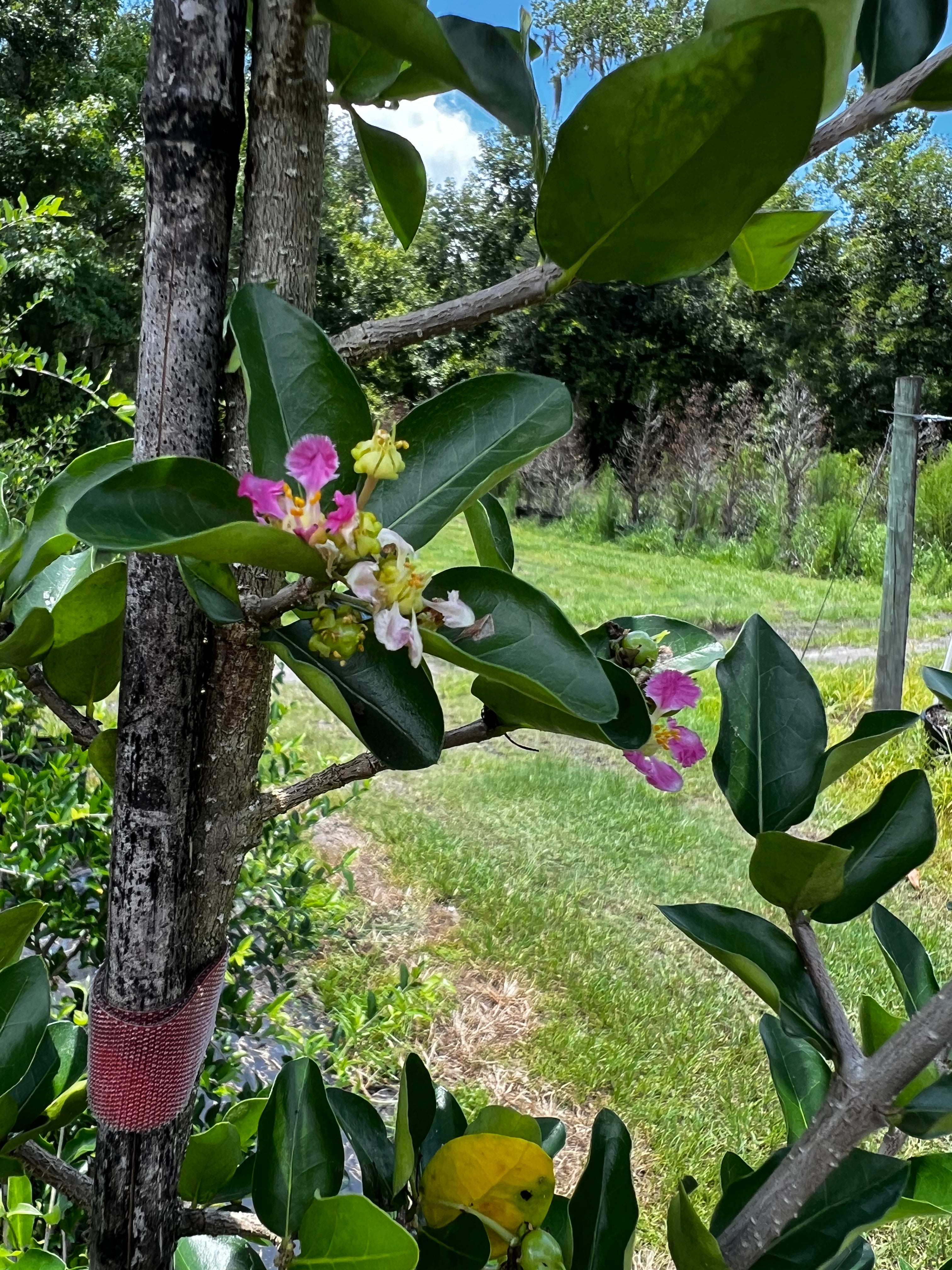 Barbados Cherry (Malpighia Emarginata)