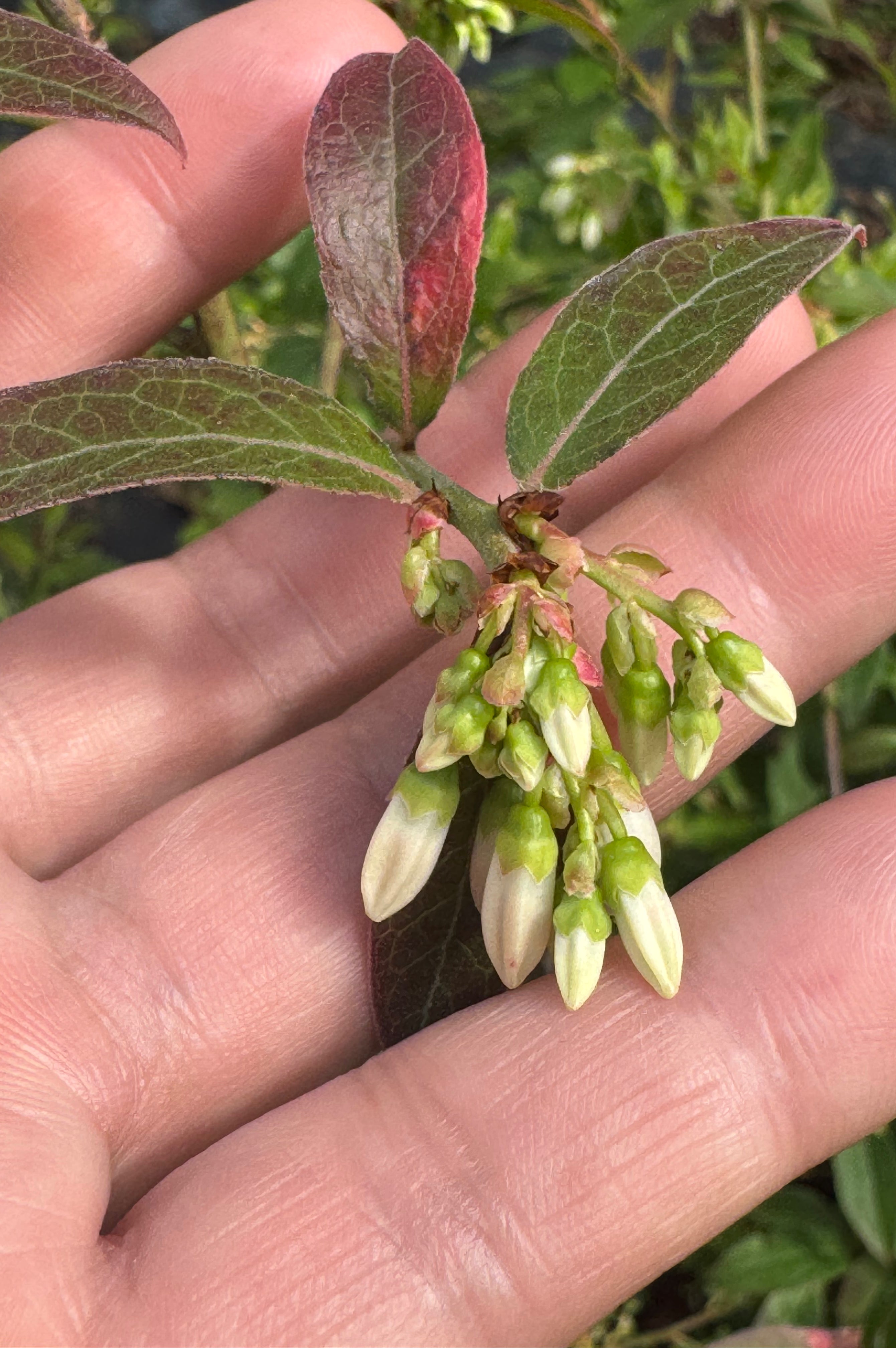 Highbush Blueberry (Vaccinium Corymbosum) 2-3FT