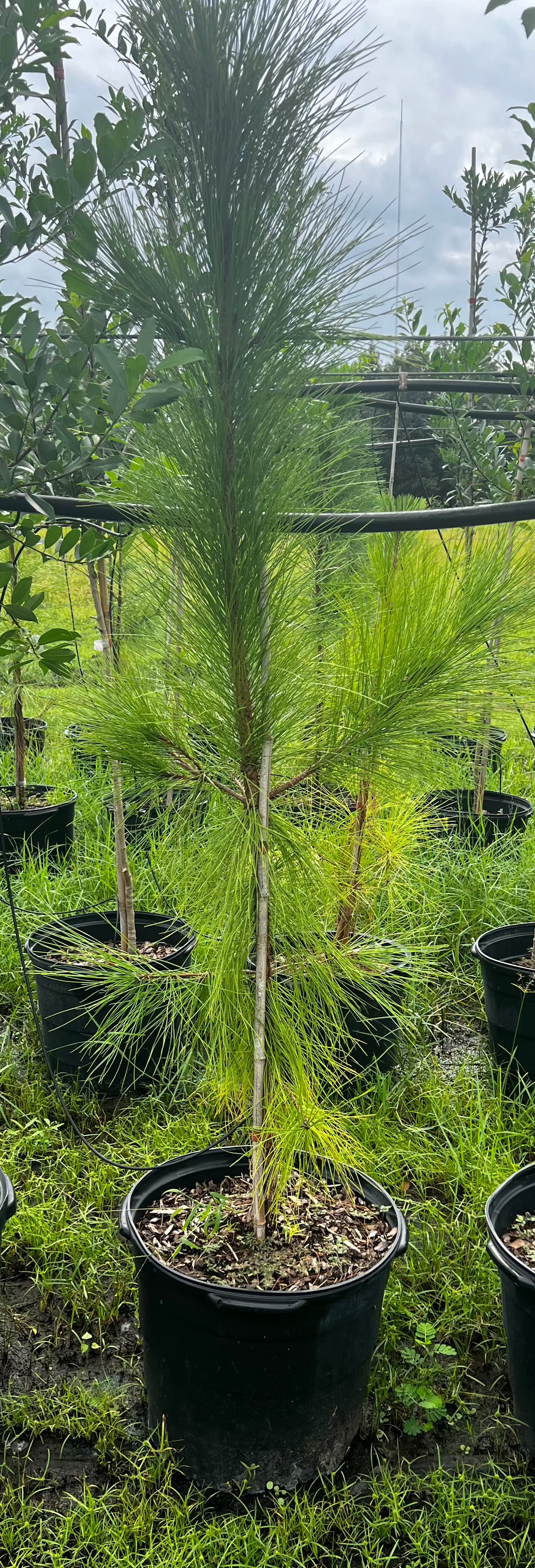 Native Slash Pine (Pinus Elliottii)