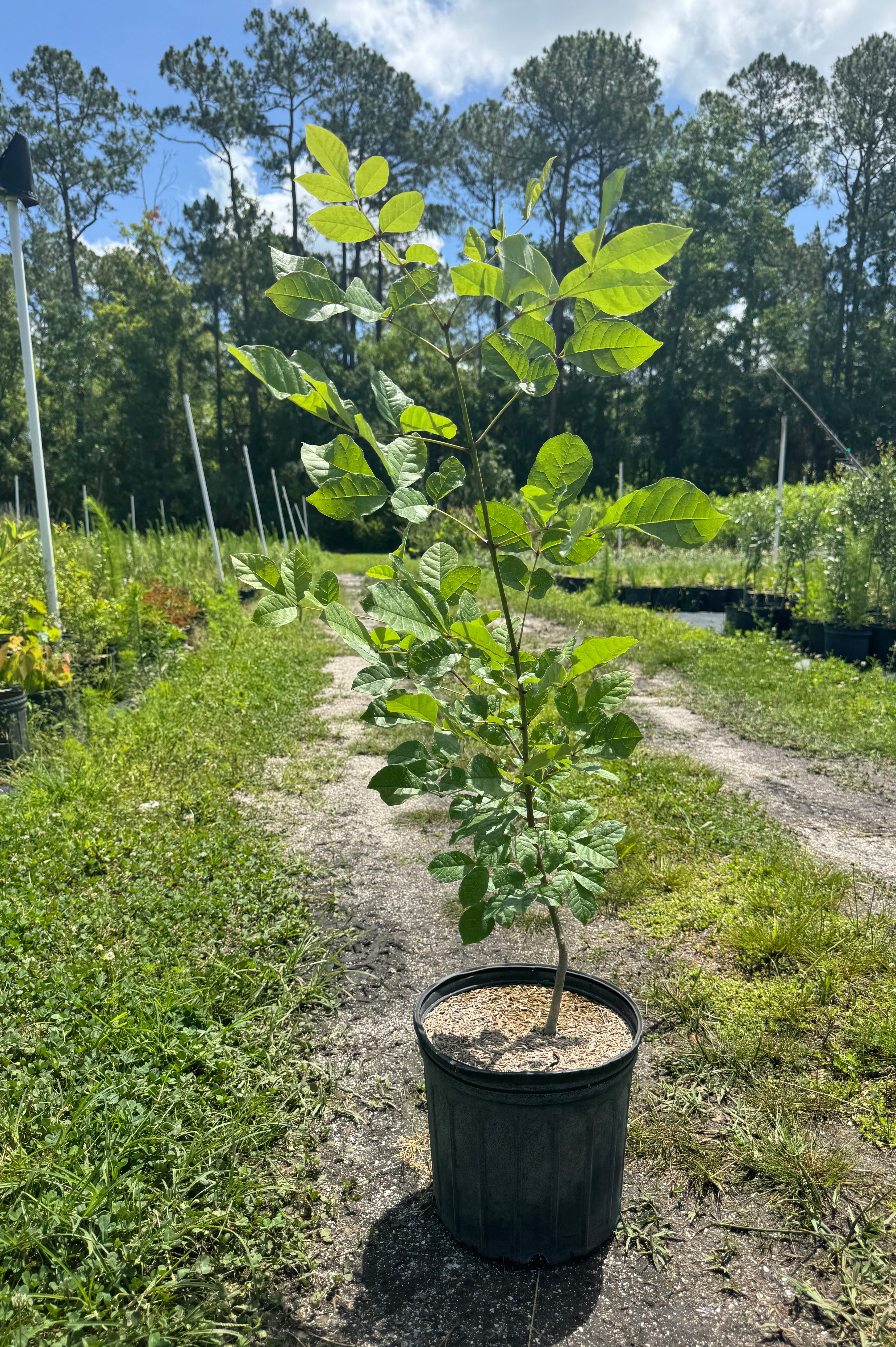 Pop Ash (Fraxinus Caroliniana)