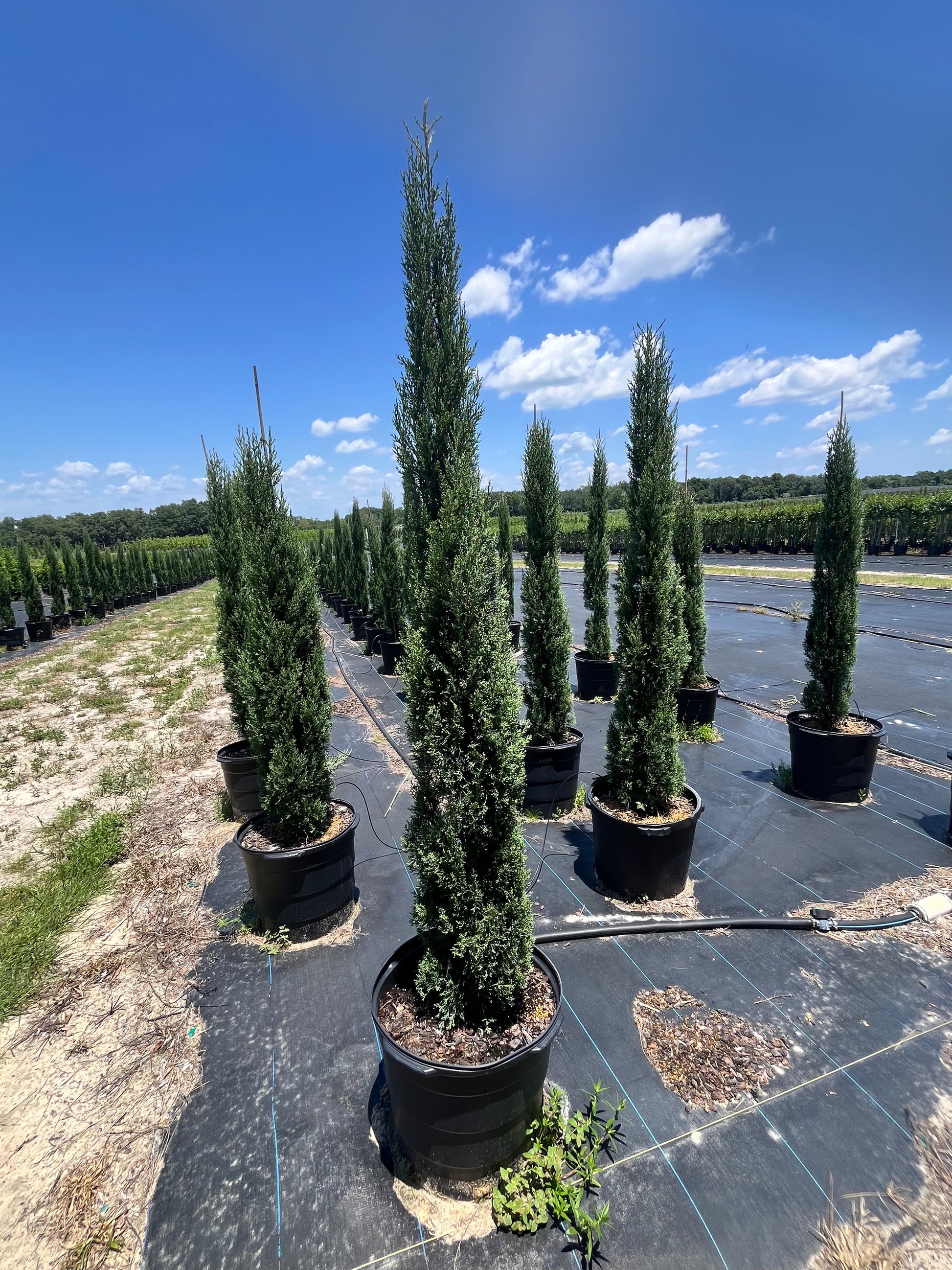 Italian Cypress (Cupressus Sempervirens) – 15 Gallon
