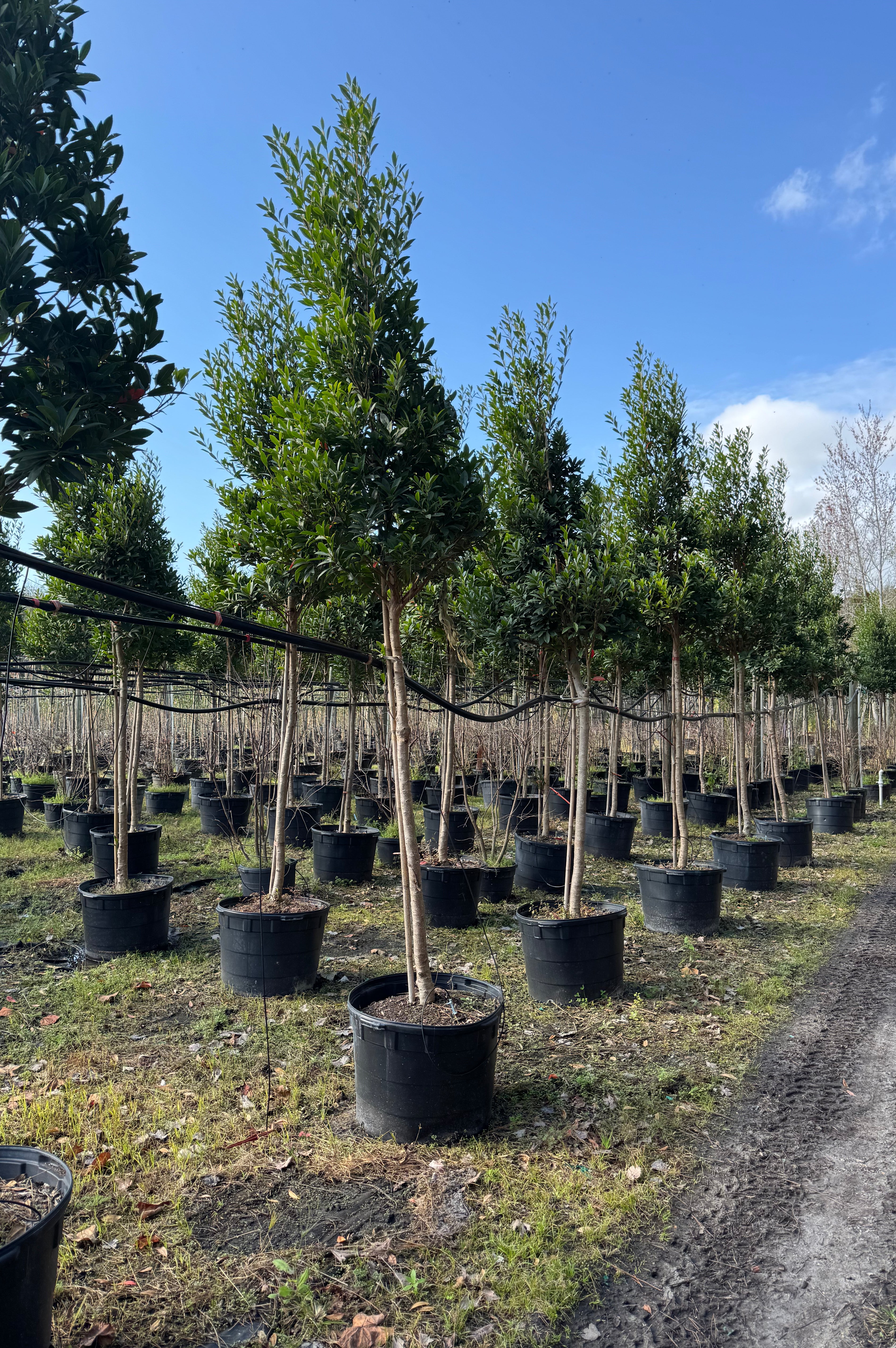 Japanese Blueberry Tree (Elaeocarpus Decipiens)